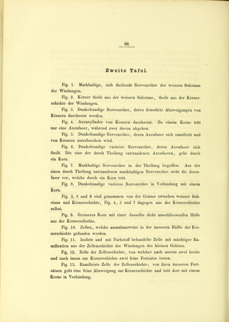 Zweite Tafel. Fig. 1. Markhaltige, sich theilende Nervenröhre der weissen Substanz der Windungen. Fig. 2. Körner theils aus der weissen Substanz, theils aus der Körner- schichte der Windungen. Fig. 3. Dunkelrandige Nervenröhre, deren denudirte Abzweigungen von Körnern durchsetzt werden. Fig. 4. AxencyHnder von Körnern durchsetzt. Zu einem Korne tritt nur eine Axenfaser, während zwei davon abgehen.' Fig. 5. Dunkelrandige Nervenröhre, deren Axenfaser sich ramificirt und von Körnern unterbrochen wird. Fig. 6. Dunkelrandige varicöse Nervenröhre, deren Axenfaser sich theilt. Die eine der durch Theilung entstandenen Axenfasern, geht durch ein Korn. Fig. 7. Markhaltige Nervenröhre in der Theilung begriffen. Aus der einen durch Theilung entstandenen markhaltigen Nervenröhre steht die Axen- faser vor, welche durch ein Korn tritt. Fig. 8. Dunkelrandige varicöse Nervenröhre in Verbindung mit einem Korn. Fig. 3, 6 und 8 sind genommen von der Gränze zwischen weisser Sub- stanz und Körnerschichte, Fig. 4, 5 und 7 dagegen aus der Körnerschichte selbst. Fig. 9. Grösseres Korn mit einer dasselbe dicht umschliessenden Hülle aus der Körnerschichte. Fig. 10. Zellen, welche ausnahmsweise in der äusseren Hälfte der Kör- nerschichte gefunden werden. Fig. 11. Isolirte und mit Farbstoff behandelte Zelle mit mächtiger Ra- mification aus der Zellenschiehte der Windungen des kleinen Gehirns. Fig. 12. Zelle der Zellenschichte, von welcher nach aussen zwei breite und nach innen zur Köruerschichte zwei feine Fortsätze treten. Fig. 13. Ramificirte Zelle der Zellenschichte; von ihren äusseren Fort- sätzen geht eine feine Abzweigung zur Körnerschichte und tritt dort mit einem Korne in Verbindung.