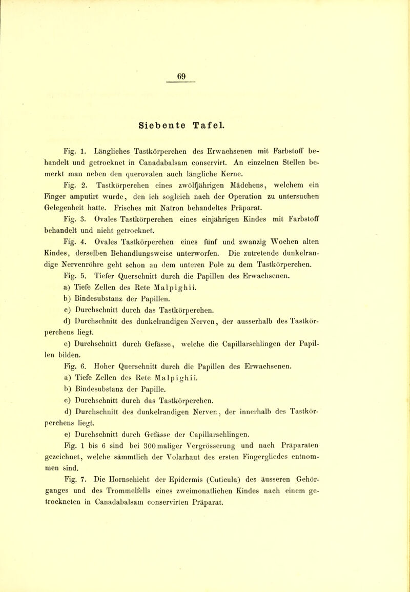 Siebente Tafel. Fig. 1. Längliches Tastkörperchen des Erwachsenen mit Farbstoff be- handelt und getrocknet in Canadabalsam conservirt. An einzelnen Stellen be- merkt man neben den querovalen auch längliche Kerne. Fig. 2. Tastkörperchen eines zwölQährigen Mädchens, welchem ein Finger amputirt wurde, den ich sogleich nach der Operation zu untersuchen Gelegenheit hatte. Frisches mit Natron behandeltes Präparat. Fig. 3. Ovales Tastkörperchen eines einjährigen Kindes mit Farbstoff behandelt und nicht getrocknet. Fig. 4. Ovales Tastkörperchen eines fünf und zwanzig Wochen alten Kindes, derselben Behandlungsweise unterworfen. Die zutretende dunkelran- dige Nervenröhre geht schon an dem unteren Pole zu dem Tastkörperchen. Fig. 5. Tiefer Querschnitt durch die Papillen des Erwachsenen. a) Tiefe Zellen des Rete Malpighii. h) Bindesubstanz der Papillen. c) Durchschnitt durch das Tastkörperchen. d) Durchschnitt des dunkelrandigen Nerven, der ausserhalb des Tastkör- perchens liegt. e) Durchschnitt durch Gefässe, welche die Capillarschlingen der Papil- len bilden. Fig. 6. Hoher Querschnitt durch die Papillen des Erwachsenen. a) Tiefe Zellen des Rete Malpighii. b) Bindesubstanz der Papille. c) Durchschnitt durch das Tastkörperchen. d) Durchschnitt des dunkelrandigen Nerven, der innerhalb des Tastkör- perchens liegt. e) Durchschnitt durch Gefässe der Capillarschhngen. Fig. 1 bis 6 sind bei 300 maliger Vergrösserung und nach Präparaten gezeichnet, welche sämmtlich der Yolarhaut des ersten Fingergliedes entnom- men sind. Fig. 7. Die Hornschicht der Epidermis (Cuticula) des äusseren Gehör- ganges und des Trommelfells eines zweimonatlichen Kindes nach einem ge- trockneten in Canadabalsam conservirten Präparat.