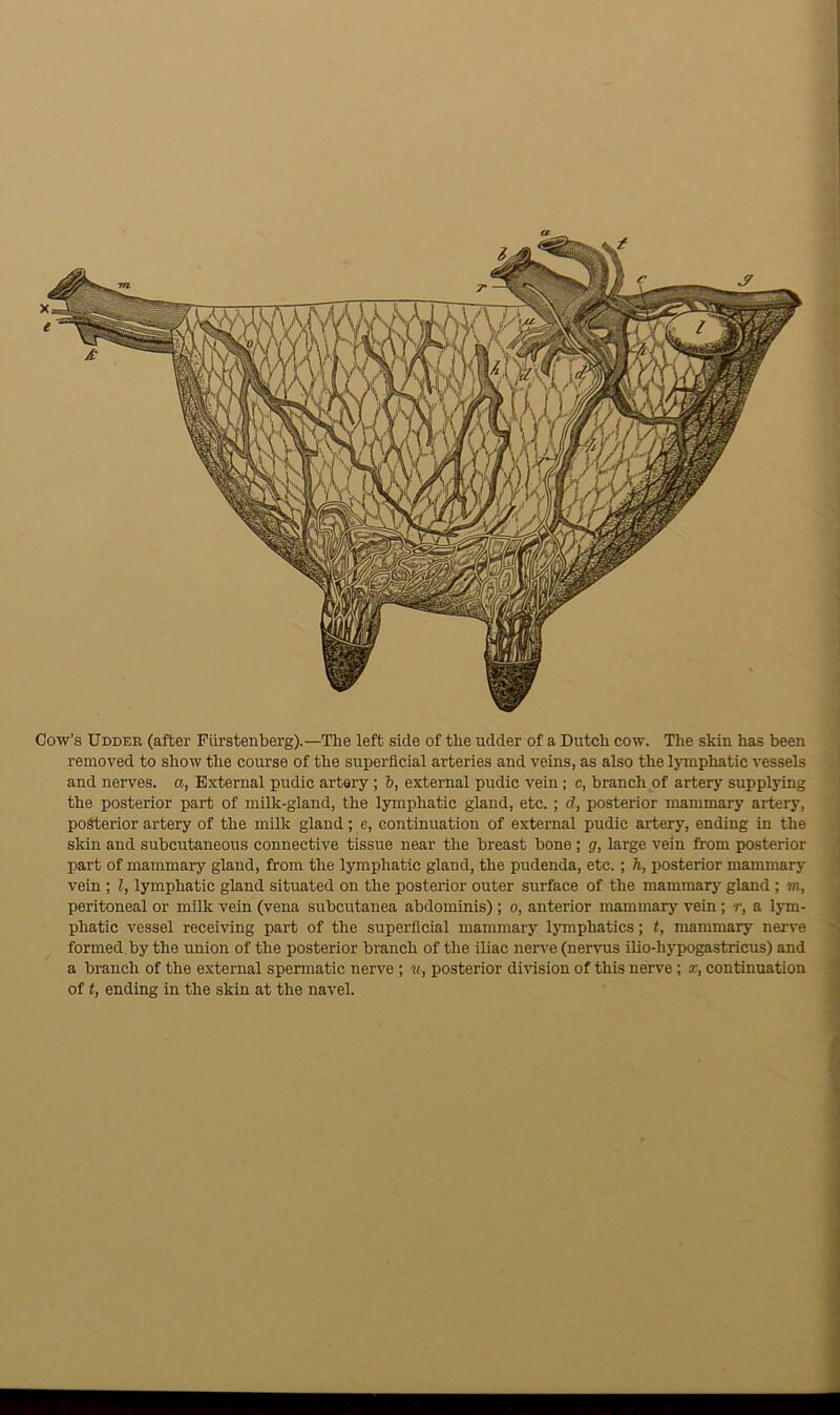 Cow’s Udder (after Fiirstenberg).—The left side of the udder of a Dutch cow. The skin has been removed to show the course of the superficial arteries and veins, as also the lymphatic vessels and nerves, a, External pudic artery ; b, external pudic vein; c, branch of artery supplying the posterior part of millc-gland, the lymphatic gland, etc.; d, posterior mammary artery, posterior artery of the milk gland; c, continuation of external pudic artery, ending in the skin and subcutaneous connective tissue near the breast bone; g, large vein from posterior part of mammary gland, from the lymphatic gland, the pudenda, etc.; h, posterior mammary vein ; l, lymphatic gland situated on the posterior outer surface of the mammary gland ; in, peritoneal or milk vein (vena subcutanea abdominis) ; o, anterior mammary vein ; r, a lym- phatic vessel receiving part of the superficial mammary lymphatics; t, mammary nerve formed by the union of the posterior branch of the iliac nerve (nervus ilio-liypogastricus) and a branch of the external spermatic nerve ; u, posterior division of this nerve; x, continuation of t, ending in the skin at the navel.