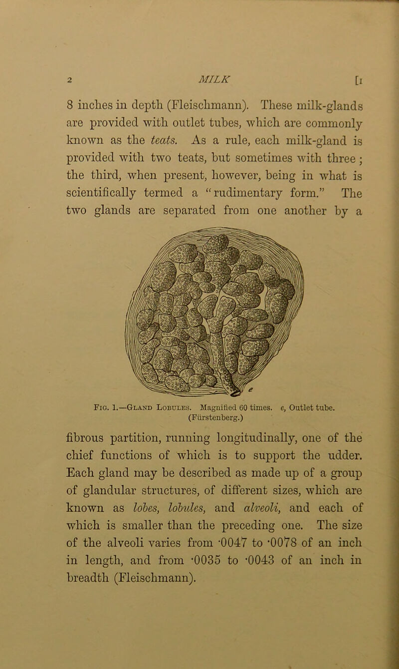 8 inches in depth (Fleischmann). These milk-glands are provided with outlet tubes, which are commonly known as the teats. As a rule, each milk-gland is provided with two teats, but sometimes with three; the third, when present, however, being in what is scientifically termed a “rudimentary form.” The two glands are separated from one another by a Fig. 1.—Gland Lobules. Magnified 60 times, e. Outlet tube. (Fiirstenberg.) fibrous partition, running longitudinally, one of the chief functions of which is to support the udder. Each gland may be described as made up of a group of glandular structures, of different sizes, which are known as lobes, lobules, and alveoli, and each of which is smaller than the preceding one. The size of the alveoli varies from ’0047 to ’0078 of an inch in length, and from '0035 to ‘0043 of an inch in breadth (Fleischmann).
