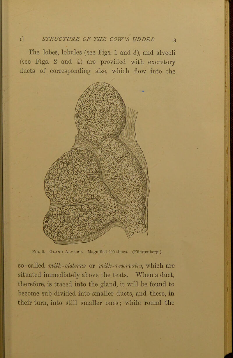 The lobes, lobules (see Figs. 1 and 3), and alveoli (see Figs. 2 and 4) are provided with excretory ducts of corresponding size, which flow into the Fig. 2.—Gland Alveoci. Magnified 200 times. (Fiirstenberg.) so-called milk-cisterns or milk-reservoirs, which are situated immediately above the teats. When a duct, therefore, is traced into the gland, it will be found to become sub-divided into smaller ducts, and these, in their turn, into still smaller ones; while round the