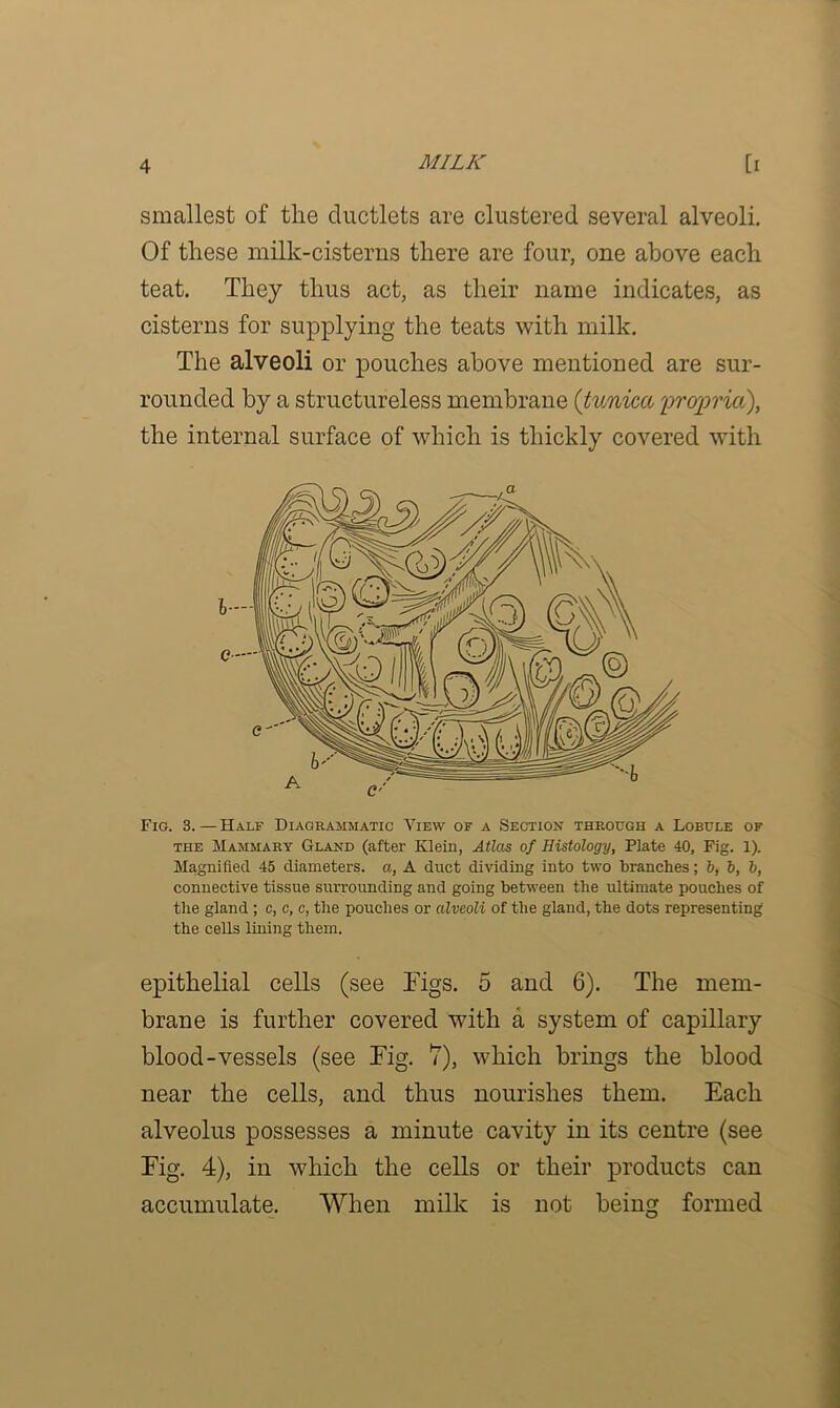 smallest of the ductlets are clustered several alveoli. Of these milk-cisterns there are four, one above each teat. They thus act, as their name indicates, as cisterns for supplying the teats with milk. The alveoli or pouches above mentioned are sur- rounded by a structureless membrane (tunica propria), the internal surface of which is thickly covered with Fig. 3. — Half Diagrammatic View of a Section through a Lobule of the Mammary Gland (after Klein, Atlas of Histology, Plate 40, Fig. 1). Magnified 45 diameters, a, A duct dividing into two branches; 5, 5, b, connective tissue surrounding and going between the ultimate pouches of the gland ; c, c, c, the pouches or alveoli of the gland, the dots representing the cells lining them. epithelial cells (see Tigs. 5 and 6). The mem- brane is further covered with a system of capillary blood-vessels (see Fig. V), which brings the blood near the cells, and thus nourishes them. Each alveolus possesses a minute cavity in its centre (see Fig. 4), in which the cells or their products can accumulate. When milk is not beimr formed
