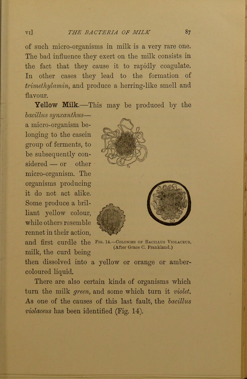 j vi] THE BACTERIA OF MILK 87 of such micro-organisms in milk is a very rare one. The bad influence they exert on the milk consists in the fact that they cause it to rapidly coagulate. In other cases they lead to the formation of trimethylamin, and produce a herring-like smell and flavour. Yellow Milk.—This may be produced by the bacillus synxanthus— a micro-organism be- longing to the casein group of ferments, to be subsequently con- sidered — or other micro-organism. The organisms producing it do not act alike. Some produce a bril- liant yellow colour, while others resemble rennet in their action, and first curdle the Fia-—colonies of bacillus violacecs. (After Grace C. Frankland.) milk, the curd being then dissolved into a yellow or orange or amber- coloured liquid. There are also certain kinds of organisms which turn the milk green, and some which turn it violet. As one of the causes of this last fault, the bacillus violaceus has been identified (Fig. 14).