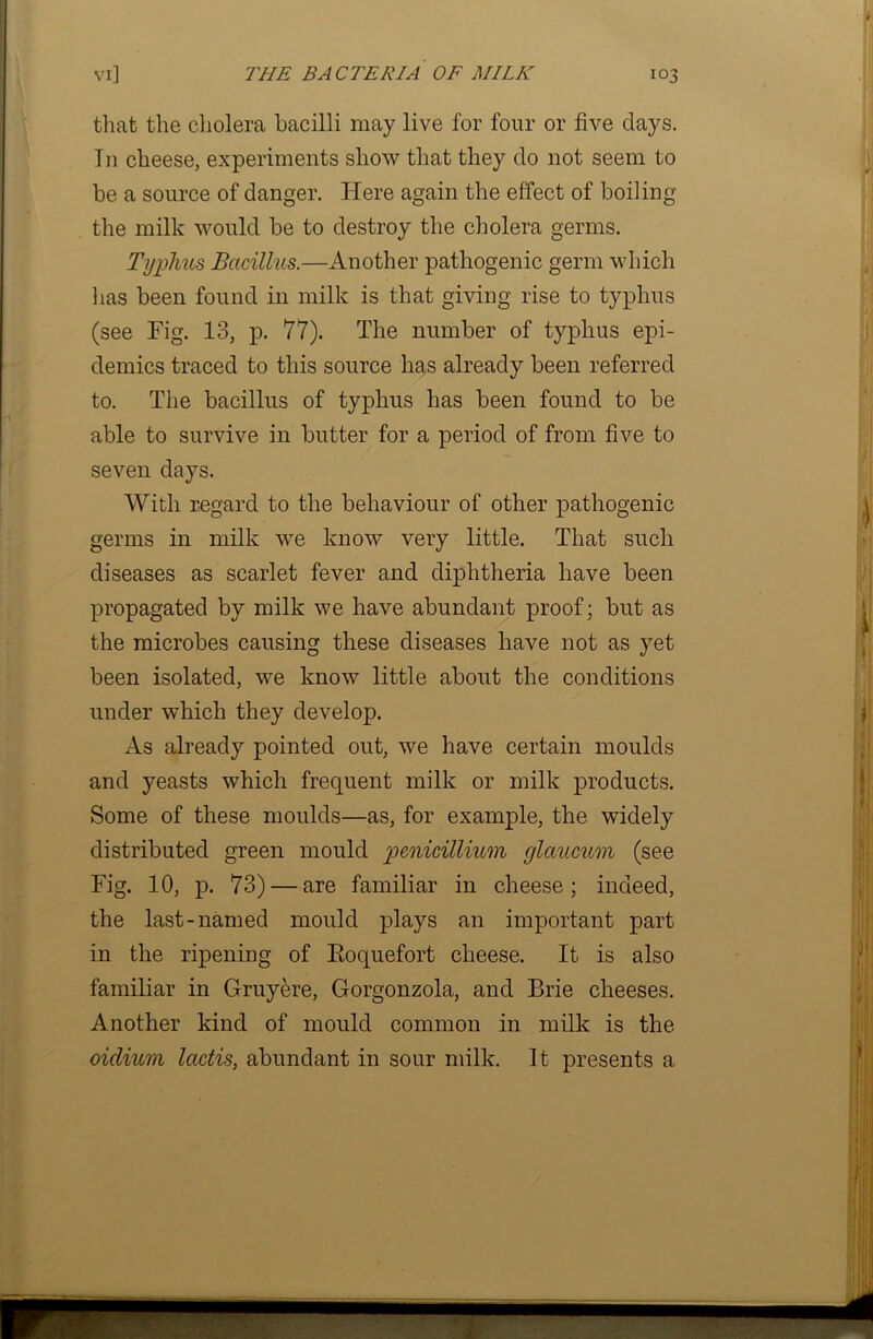 that the cholera bacilli may live for four or five days. In cheese, experiments show that they do not seem to be a source of danger. Here again the effect of boiling the milk would be to destroy the cholera germs. Typhus Bacillus.—Another pathogenic germ which has been found in milk is that giving rise to typhus (see Fig. 13, p. 77). The number of typhus epi- demics traced to this source has already been referred to. The bacillus of typhus has been found to be able to survive in butter for a period of from five to seven days. With regard to the behaviour of other pathogenic germs in milk we know very little. That such diseases as scarlet fever and diphtheria have been propagated by milk we have abundant proof; but as the microbes causing these diseases have not as yet been isolated, we know little about the conditions under which they develop. As already pointed out, we have certain moulds and yeasts which frequent milk or milk products. Some of these moulds—as, for example, the widely distributed green mould penicillium glaucum (see Fig. 10, p. 73) — are familiar in cheese; indeed, the last-named mould plays an important part in the ripening of Roquefort cheese. It is also familiar in Grnyere, Gorgonzola, and Brie cheeses. Another kind of mould common in milk is the oiclium lactis, abundant in sour milk. It presents a
