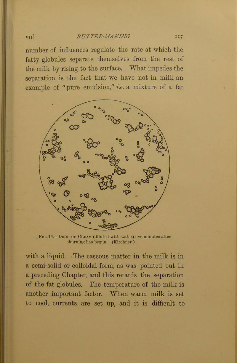 number of influences regulate the rate at which the fatty globules separate themselves from the rest of the milk by rising to the surface. What impedes the separation is the fact that we have not in milk an example of “ pure emulsion,” i.e. a mixture of a fat Fig. 16.—Drop of Cream (diluted with water) five minutes after churning has begun. (Kirchner.) with a liquid. -The caseous matter in the milk is in a semi-solid or colloidal form, as was pointed out in a preceding Chapter, and this retards the separation of the fat globules. The temperature of the milk is another important factor. When warm milk is set to cool, currents are set up, and it is difficult to