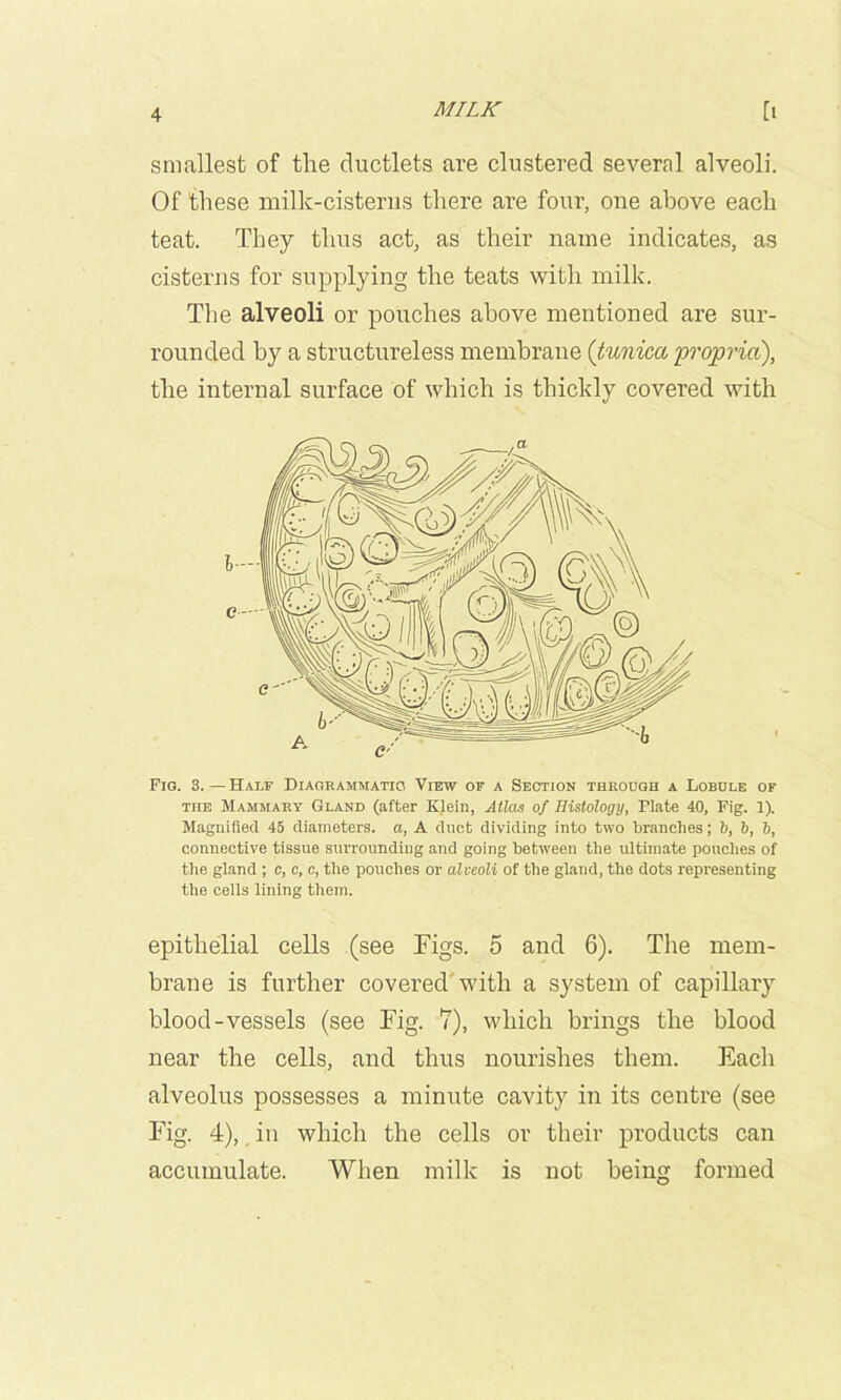 smallest of the ductlets are clustered several alveoli. Of these milk-cisteriis there are four, one above each teat. They thus act, as their name indicates, as cisterns for supplying the teats with milk. The alveoli or pouches above mentioned are sur- rounded by a structureless membrane (tunica ■propria), the internal surface of which is thickly covered with Fig. 3.—Half Diagrammatio View of a Section thkooqh a Lobole of THE Mammary Gland (after Klein, Atlas of Histology, Plate 40, Fig. 1). Magnified 45 diameters, a, A duct dividing into two branches; b, b, b, connective tissue surrounding and going between the ultimate pouches of tlie gland ; c, c, c, tlie pouches or alveoli of tlie gland, the dots representing tlie cells lining them, epithelial cells (see Figs. 5 and 6). The mem- brane is further covered'with a system of capillary blood-vessels (see Fig. 7), which brings the blood near the cells, and thus nourishes them. Each alveolus possesses a minute cavity in its centre (see Fig. 4), in which the cells or their products can accumulate. When milk is not being formed