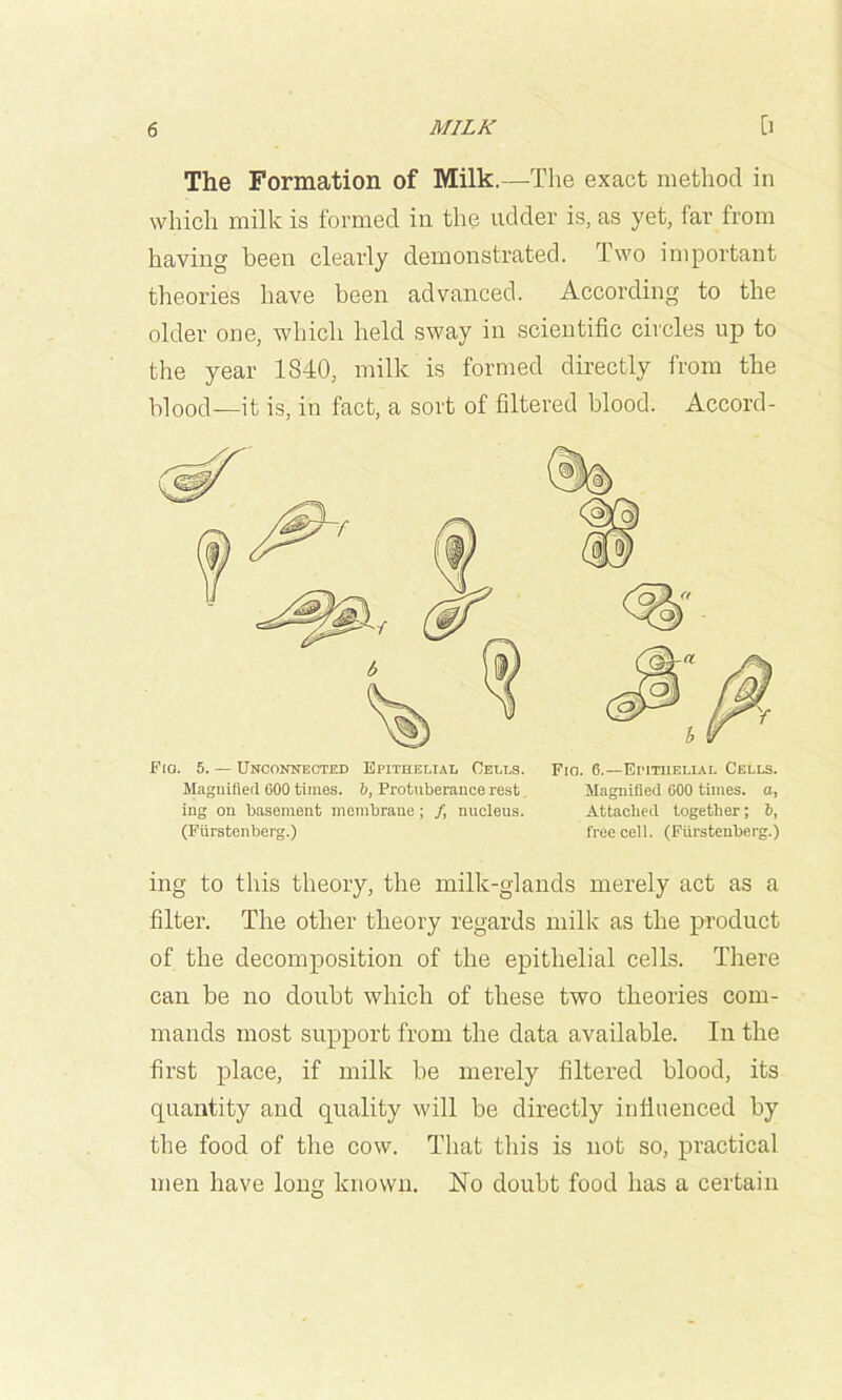 The Formation of Milk.—The exact method in which milk is formed in the udder is, as yet, far from having been clearly demonstrated. Two important theories have been advanced. According to the older one, which held sway in scientific circles up to tlie year 1840, milk is formed directly from the l-)lood—it is, in fact, a sort of filtered blood. Accord- Fm. 5. — Unconkected Epithelial Cells. Fiq. 6.—Epithelial Cells. ing to this theory, the milk-glands merely act as a filter. The other theory regards milk as the product of the decomposition of the epithelial cells. There can be no doubt which of these two theories com- mands most support from the data available. In the first place, if milk be merely filtered blood, its quantity and quality will be directly influenced by the food of the cow. That this is not so, practical men have long known. No doubt food has a certain Maguifiefl 600 times. 6, Protuberance rest, ing on basement membrane; /, nucleus. (Furstenberg.) Magnified 600 times, a, Attached together; ft, free cell. (Furstenberg.)