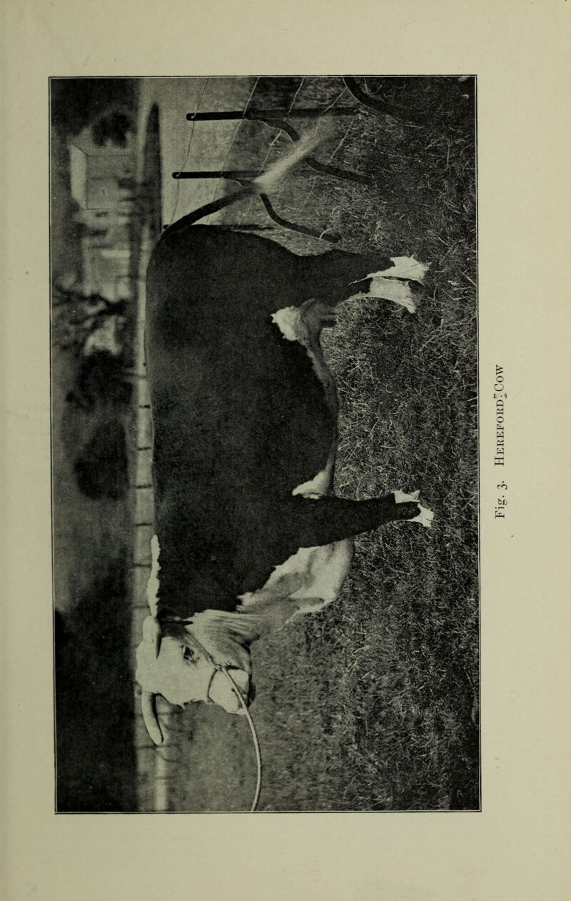 Fig. 3. Hereford-Cow