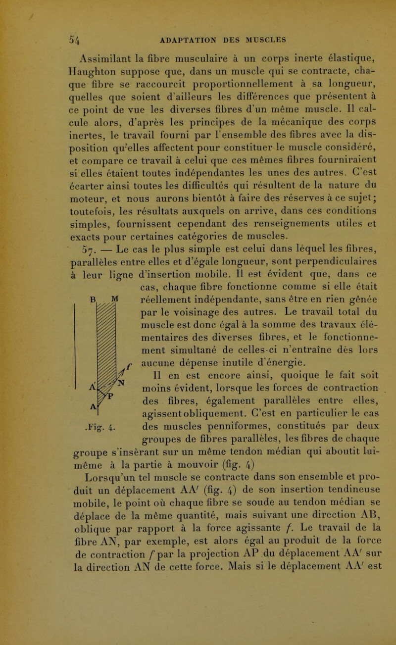 Assimilant la fibre musculaire à un corps inerte élastique, Haughton suppose que, dans un muscle qui se contracte, cha- que fibre se raccourcit proportionnellement à sa longueur, quelles que soient d'ailleurs les différences que présentent à ce point de vue les diverses fibres d'un même muscle. Il cal- cule alors, d'après les principes de la mécanique des corps inertes, le travail fourni par l'ensemble des fibres avec la dis- position qu'elles affectent pour constituer le muscle considéré, et compare ce travail à celui que ces mêmes fibres fourniraient si elles étaient toutes indépendantes les unes des autres. C'est écarter ainsi toutes les difficultés qui résultent de la nature du moteur, et nous aurons bientôt à faire des réserves à ce sujet; toutefois, les résultats auxquels on arrive, dans ces conditions simples, fournissent cependant des renseignements utiles et exacts pour certaines catégories de muscles. 5n. — Le cas le plus simple est celui dans léquel les fibres, parallèles entre elles et d'égale longueur, sont perpendiculaires leur ligne d'insertion mobile. Il est évident que, dans ce cas, chaque fibre fonctionne comme si elle était réellement indépendante, sans être en rien gênée par le voisinage des autres. Le travail total du muscle est donc égal à la somme des travaux élé- mentaires des diverses fibres, et le fonctionne- ment simultané de celles-ci n'entraîne dès lors aucune dépense inutile d'énergie. Il en est encore ainsi, quoique le fait soit moins évident, lorsque les forces de contraction des fibres, également parallèles entre elles, agissent obliquement. C'est en particulier le cas des muscles penniformes, constitués par deux groupes de fibres parallèles, les fibres de chaque groupe s'insèrant sur un même tendon médian qui aboutit lui- même à la partie à mouvoir (fig. 4) Lorsqu'un tel muscle se contracte dans son ensemble et pro- duit un déplacement AA' (fig. 4) de son insertion tendineuse mobile, le point où chaque fibre se soude au tendon médian se déplace de la même quantité, mais suivant une direction AB, oblique par rapport à la force agissante f. Le travail de la fibre AN, par exemple, est alors égal au produit de la force de contraction /par la projection AP du déplacement A A' sur La direction AN de cette force. Mais si le déplacement AA' est .Fig. 4-