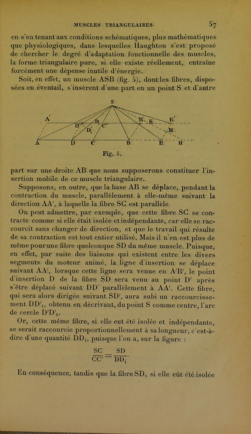 en s'en tenant aux conditions schématiques, plus mathématiques que physiologiques, dans lesquelles Haughton s'est proposé de chercher le degré d'adaptation fonctionnelle des muscles, la forme triangulaire pure, si elle existe réellement, entraîne forcément une dépense inutile d'énergie». Soit, en effet, un muscle ASB (ûg. 5), dont les fibres, dispo- sées en éventail, s'insèrent d'une part en un point S et d'autre s A D C B E Fig. 5. part sur une droite AB que nous supposerons constituer l'in- sertion mobile de ce muscle triangulaire. Supposons, en outre, que la base AB se déplace, pendant la contraction du muscle, parallèlement à elle-même suivant la direction AA', à laquelle la fibre SG est parallèle. On peut admettre, par exemple, que cette fibre SG se con- tracte comme si elle était isolée et indépendante, car elle se rac- courcit sans changer de direction, et que le travail qui résulte de sa contraction est tout entier utilisé. Mais il n'en est plus de même pour une libre quelconque SD du même muscle. Puisque, en effet, par suite des liaisons qui existent entre les divers segments du moteur animé, la ligne d'insertion se déplace suivant A A', lorsque cette ligne sera venue en A'B', le point d'insertion D de la libre SD sera venu au point D' après s'être déplacé suivant DD' parallèlement à AA'. Cette fibre, qui sera alors dirigée suivant SD', aura subi un raccourcisse- ment DD V obtenu en décrivant, du point S comme centre, l'arc de cercle D'D't. Or, cette même fibre, si elle eut été isolée et indépendante, se serait raccourcie proportionnellement a Sâlongueur, c'est-à- dire d'une quantité DDX, puisque l'on a, sur la ligure : SC __ SD ce ~ dd7 En conséquence, tandis que la fibre SD, si elle eût été isolée
