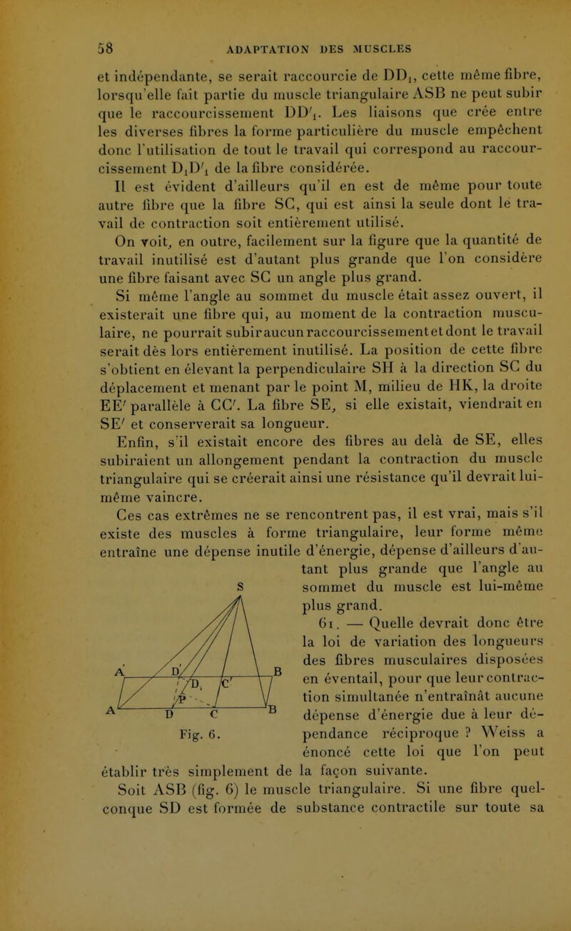 et indépendante, se serait raccourcie de DD,, cette même fibre, lorsqu'elle fait partie du muscle triangulaire ASB ne peut subir que le raccourcissement DDV Les liaisons que crée entre les diverses fibres la forme particulière du muscle empêchent donc l'utilisation de tout le travail qui correspond au raccoui*- cisseinent DjD^ de la fibre considérée. Il est évident d'ailleurs qu'il en est de même pour toute autre libre que la fibre SC, qui est ainsi la seule dont le tra- vail de contraction soit entièrement utilisé. On voit, en outre, facilement sur la figure que la quantité de travail inutilisé est d'autant plus grande que l'on considère une fibre faisant avec SC un angle plus grand. Si même l'angle au sommet du muscle était assez ouvert, il existerait une fibre qui, au moment de la contraction muscu- laire, ne pourrait subiraucunraccourcisseinentetdont le travail serait dès lors entièrement inutilisé. La position de cette fibre s'obtient en élevant la perpendiculaire SH à la direction SC du déplacement et menant par le point M, milieu de IIK, la droite EE' parallèle à CC. La fibre SE, si elle existait, viendrait eu SE' et conserverait sa longueur. Enfin, sïl existait encore des fibres au delà de SE, elles subiraient un allongement pendant la contraction du muscle triangulaire qui se créerait ainsi une résistance qu'il devrait lui- même vaincre. Ces cas extrêmes ne se rencontrent pas, il est vrai, mais s'il existe des muscles à forme triangulaire, leur forme même entraîne une dépense inutile d'énergie, dépense d'ailleurs d'au- tant plus grande que l'angle au sommet du muscle est lui-même plus grand. 61. — Quelle devrait donc être la loi de variation des longueurs des libres musculaires disposées en éventail, pour que leur contrac- tion simultanée n'entraînât aucune dépense d'énergie due à leur dé- pendance réciproque ? Weiss a énoncé cette loi que l'on peut établir très simplement de la façon suivante. Soit ASB (fig. 6) le muscle triangulaire. Si une fibre quel- conque SD est formée de substance contractile sur toute sa