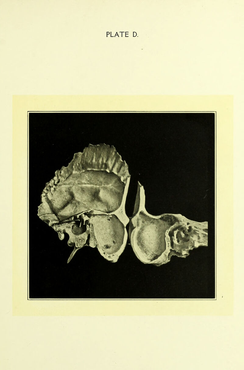 PLATE D.
