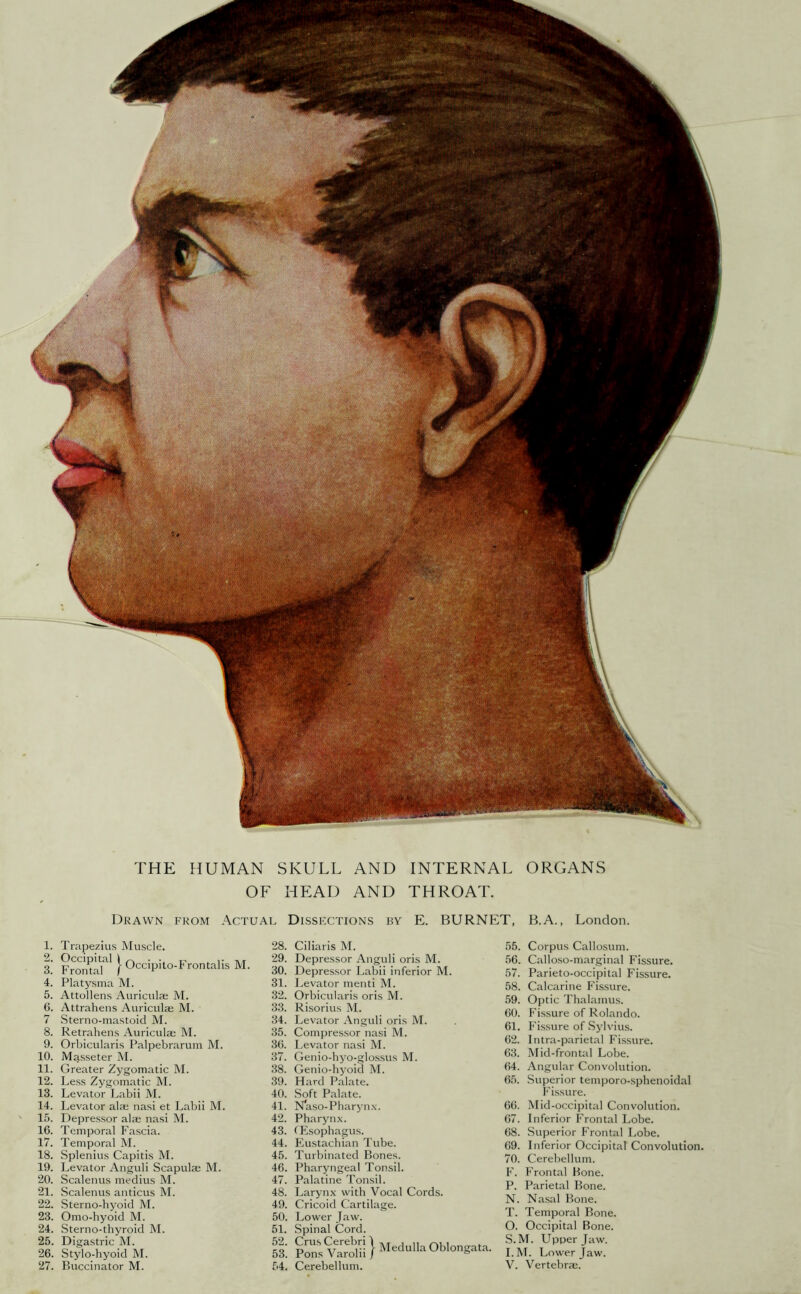 OF HEAD AND THROAT. Drawn from Actual Dissections by E. BURNET, B.A., London. 1. Trapezius Muscle. t. FrontlT' }■ Occipito-Frontalis M. 4. Platysma M. 5. Attollens Auriculae M. 6. Attrahens Auriculae M. 7 Sterno-mastoid M. 8. Retrahens Auriculae M. 9. Orbicularis Palpebrarum M. 10. Masseter M. 11. Greater Zygomatic M. 12. Less Zygomatic M. 13. Levator Labii M. 14. Levator alae nasi et Labii M. 15. Depressor alae nasi M. 16. Temporal Fascia. 17. Temporal M. 18. Splenius Capitis M. 19. Levator Anguli Scapulae M. 20. Scalenus medius M. 21. Scalenus anticus M. 22. Sterno-hyoid M. 23. Omo-hyoid M. 24. Sterno-tbyroid M. 25. Digastric M. 26. Stylo-hyoid M. 28. Ciliaris M. 29. Depressor Anguli oris M. 30. Depressor Labii inferior M. 31. Levator menti M. 32. Orbicularis oris M. 33. Risorius M. 34. Levator Anguli oris M. 35. Compressor nasi M. 36. Levator nasi M. 37. Genio-hyo-glossus M. 38. Genio-hyoid M. 39. Hard Palate. 40. Soft Palate. 41. Naso-Pbarynx. 42. Pharynx. 43. (Esophagus. 44. Eustachian Tube. 45. Turbinated Bones. 46. Pharyngeal Tonsil. 47. Palatine Tonsil. 48. Larynx with Vocal Cords. 49. Cricoid Cartilage. 50. Lower Jaw. 51. Spinal Cord. 55. Corpus Callosum. 56. Calloso-marginal Fissure. 57. Parieto-occipital Fissure. 58. Calcarine Fissure. 59. Optic Thalamus. 60. Fissure of Rolando. 61. Fissure of Sylvius. 62. Intra-parietal Fissure. 63. Mid-frontal Lobe. 64. Angular Convolution. 65. Superior temporo-sphenoidal Fissure. 66. Mid-occipital Convolution. 67. Inferior Frontal Lobe. 68. Superior FTontal Lobe. 69. Inferior Occipital Convolution. 70. Cerebellum. F. Frontal Bone. P. Parietal Bone. N. Nasal Bone. T. Temporal Bone. O. Occipital Bone. S.M. Upper Jaw. I.M. Lower Jaw.