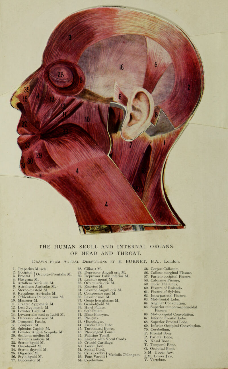OF HEAD AND THROAT. Drawn from Actual Dissections by E. BURNET, B.A., London. 1. Trapezius Muscle. 3. Frontalis M. 4. Platysma M. 5. Attollens Auriculae M. C. Attrahens Auriculae M. 7 Sterno-mastoicl M. 8. Retrahens Auriculae M. 9. Orbicularis Palpebrarum M. 10. Ma.sseter M. 11. Greater Zygomatic M. 12. Le.ss Zygomatic IM. 13. Levator Labii M. 14. Levator alai nasi et Labii M. 15. Depressor alae nasi M. 16. Temporal Fascia. 17. Temporal M. 18. Splenius Capitis M. 19. Levator Anguli Scapulae M. 20. Scalenus medius M. 21. Scalenus anticus M. 22. Sterno-hyoid M. 23. Omo-hyoid M. 24. Sterno-thyroid M. 25. Digastric M. 26. Stylo-hyoid M. 28. Ciliaris M. 29. Depressor Anguli oris M. 30. Depressor Labii inferior M. 31. Levator menti M. 32. Orbicularis oris M. 33. Risorius M. 34. Levator Angvdi oris M. 35. Compressor nasi M. 36. Levator nasi M. 37. Genio-hyo-glossus M. 38. Genio-hyoid M. 39. Hard Palate. 40. Soft Palate. 41. Naso-Pharyn\. 42. Pharynx. 43. (Esophagus. 44. Eustachian Tube. 45. Turbinated Bones. 46. Pharyngeal Tonsil. 47. Palatine Tonsil. 48. Larynx with Vocal Cords. 49. Cricoid Cartilage. 50. Lower Jaw. 51. Spinal Cord. 55. Corpus Callosum. 56. Callo.so-marginal Fissure. 57. Parieto-occipital Fissure. 58. Calcarine Fissure. 59. Optic Thalamus. 60. Fissure of Rolando. 61. Fissure of Sjdvius. 62. Intra-parietal Fis.sure. 63. Mid-frontal Lobe. 64. Angular Convolution. 65. Superior temporo-sphenoidal Fi.ssure. 66. Mid-occipital Convolution. 67. Inferior Frontal Lobe. 68. Superior Frontal Lobe. 69. Inferior Occipital Convolution. 70. Cerebellum, f'. Frontal Hone. P. Parietal Bone. N. Nasal Bone. T. Temporal Bone. O. Occipital Bone. S. M. Upper Jaw. I.M. Lower Jaw.