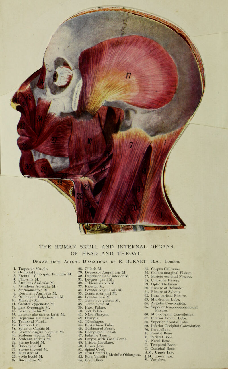 OF HEAD AND THROAT. Drawn from Actual Dissections by E. BURNET, B.A., London. 1. Trapezius Muscle. I Fromar' j-Occipito-Frontalis M. 4. Platysma M. 5. Attollens Auriculae M. 6. Attrahens Auriculae M. 7 Sterno-mastoid M. 8. Retrahens Auriculae M. 9. Orbicularis Palpebrarum M. 10. Masseter M. 11. Greater Zygomatic M. 12. Less Zygomatic M. 13. Levator Labii M. 14. Levator ala; nasi et Labii M. 15. Depressor alae nasi M. 16. Temporal Fascia. 17. Temporal M. 18. Splenius Capitis M. 19. Levator Anguli Scapulae M. 20. Scalenus medius M. 21. Scalenus anticus M. 22. Sterno-hyoid M. 23. Omo-hyoid M. 24. Sterno-thyroid M. 25. Digastric M. 26. Stylo-hyoid M. 28. Ciliaris M. 29. Depressor Anguli oris M. 30. Depressor Labii inferior M. 31. Levator menti M. 32. Orbicularis oris M. 33. Risorius M. 34. Levator Anguli oris M. 35. Compressor nasi M. 36. Levator nasi M. 37. Genio-hyo-glo.ssus M. 38. Genio-hyoid M. 39. Hard Palate. 40. .Soft Palate. 41. NLso-Pharyn\. 42. Pharynx. 43. (Esophagus. 44. Eustachian Tube. 45. Turbinated Bones. 46. Pharyngeal Tonsil. 47. Palatine Tonsil. 48. Larynx with Vocal Cords. 49. Cricoid Cartilage. 50. Lower Jaw. 51. Spinal Cord. 55. Corpus Callosum. 56. Calloso-margina! Fissure. 57. Parieto-occipital Fissure. 58. Calcarine Fissure. 59. Optic Thalamus. 60. Fissure of Rolando. 61. Fissure of Sylvius. 62. Intra-parietal Fis.sure. 63. Mid-frontal Lobe. 64. Angular Convolution. 65. Superior temporo-sphenoidal Fissure. 66. Mid-occipital Convolution. 67. Inferior Frontal Lobe. 68. Superior Frontal Lobe. 69. Inferior Occipital Convolution. 70. Cerebellum. F. Frontal Bone. P. Parietal Bone. N. Na.sal Bone. T. Temporal Bone. O. Occipital Bone. .S.M. Upper Jaw. I.M. Lower Jaw.