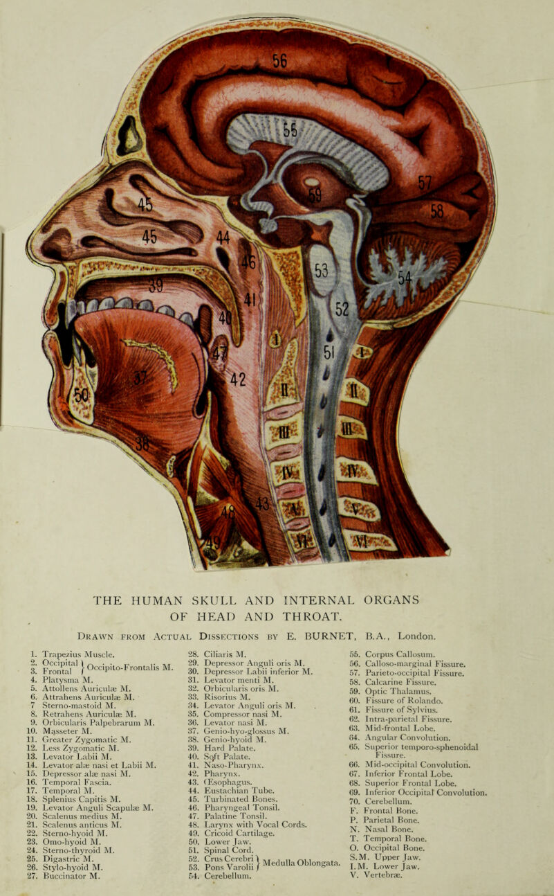 OF HEAD AND THROAT. Drawn from Actual Dissi-xtions hy E. BURNET, R.A., London. 1. Trapezius Muscle. I'. } OccipitoTTontalis M. 4. Platysma M. 5. Attollens Auricula; M. 6. Attrahens Auriculae M. 7 Sterno-mastoid M. 8. Retrahens Auricula; M. 9. Orbicularis Palpebrarum M. 10. Masseter M. 11. Greater Zygomatic M. 12. Less Zygomatic M. 13. Levator Labii M. 14. Levator ala; nasi et J.,abii M. 15. Depressor alae nasi M. 16. Temporal Fascia. 17. Temporal M. 18. Splenitis Capitis M. 19. Levator Anguli Scapulae M. 20. Scalenus medius M. 21. Scalenus anticus M. 22. Sterno-byoid M. 23. Omo-hyoid M. 24. Sterno-thyroid M. 25. Digastric M. 26. Stylo-hyoid M. 28. Ciliaris M. 29. Depressor Anguli oris M. 30. Depres.sor Labii inferior M. 31. Levator menti M. 32. Orbicularis oris M. 33. Risorius M. 34. Levator Anguli oris M. 35. Compressor nasi M. 36. Levator nasi M. 37. Genio-hyo-glossus M. 38. Genio-byoid M. 39. Hard Palate. 40. Sqft Palate. 41. Naso-Pharynx. 42. Pharynx. 43. (Esophagus. 44. Faistacbian Tube. 45. Turbinated Bones. 46. Pharyngeal Tonsil. 47. Palatine Tonsil. 48. Larynx with Vocal Cords. 49. Cricoid Cartilage. 50. Lower Jaw. 51. Spinal Cord. gpoiifvTtii; 55. Corpus Callosum. 56. Calloso-marginal I'issure. 57. Parieto-occipital Fissure. 58. Calcarine Fissure. 59. Optic Thalamus. 60. Fissure of Rolando. 61. Fissure of Sylvius. 62. Intra-parietal Fissure. 63. Mid-frontal Lobe. 64. Angular Convolution. 65. Superior temporo-sphenoidal Fissure. 66. Mid-occipital Convolution. 67. Inferior Frontal Lobe. 68. Superior Frontal Lobe. 69. Inferior Occipital Convolution. 70. Cerebellum. F. Frontal Bone. P. Parietal Bone. N. Na.sal Bone. T. Temporal Bone. O. Occipital Bone. S.M. Upper Jaw. I.M. Lower Jaw.