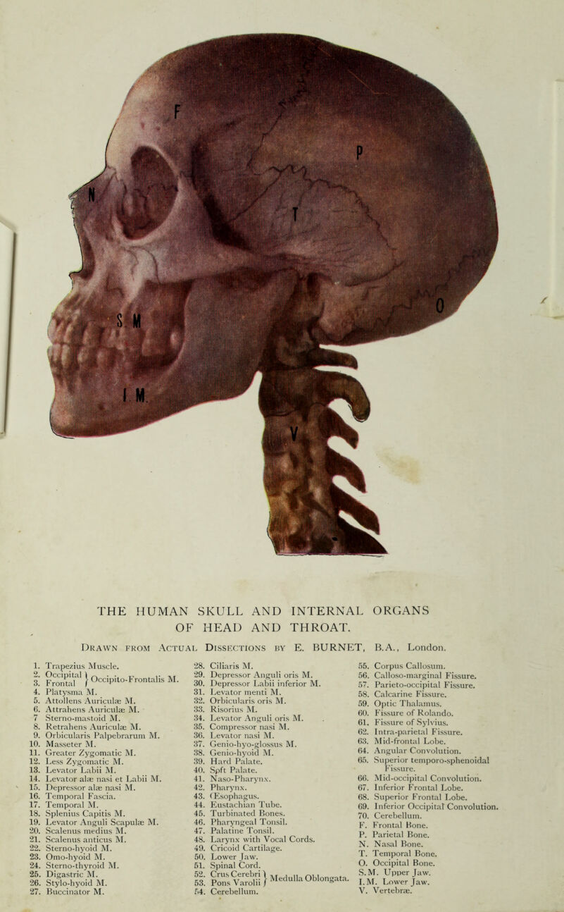 OF HEAD AND THROAT. Drawn from Actual Dissections by E. BURNET, B.A., London. 1. Trapezius Muscle. i. Froiuar’ } Occipito-Frontalis M. 4. Platysma M. 5. Attollens Auriculae M. 6. Attraheiis Auriculae M. 7 Sterno-mastoid M. 8. Retrahens Auriculae M. 9. Orbicularis Palpebrarum M. 10. Ma.sseter M. 11. Greater Zygomatic M. 12. Less Zygomatic M. 13. Levator Labii M. 14. Levator alae nasi et Labii M. 15. Depressor alae nasi M. 16. Temporal Fascia. 17. Temporal M. 18. Splenitis Capitis M. 19. Levator Anguli Scapulae M. 20. Scalenus medius M. 21. Scalenus anticus M. 22. Sterno-hyoid M. 23. Omo-hyoid M. 24. Sterno-thyroid M. 25. Digastric M. 26. Stylo-hyoid M. 28. Ciliaris M. 29. Depressor Anguli oris M. 30. Depressor Labii inferior M. 31. Levator menti M. 32. Orbicularis oris M. 33. Risorius M. 34. Levator Anguli oris M. 35. Compressor nasi M. 36. Levator nasi M. 37. Genio-hyo-glossus M. 38. Genio-hyoid M. 39. Hard Palate. 40. Spft Palate. 4]. Naso-Pharyn.\. 42. Pharynx. 43. (Esophagus. 44. Eustachian Tube. 45. Turbinated Bones. 46. Pharyngeal Tonsil. 47. Palatine Tonsil. 48. Larynx with Vocal Cords. 49. Cricoid Cartilage. 50. Lower Jaw. 51. Spinal Cord. r5Ao^.fva™ll! 55. Corpus Callosum. 56. Calloso-marginal Fissure. 57. Parieto-occipital Fissure. 58. Calcarine Fissure. 59. Optic Thalamus. 60. Fi.ssure of Rolando. 61. Fi.ssure of Sylvius. 62. Intra-parietal Fissure. 63. Mid-frontal Lobe. 64. Angular Convolution. 65. Superior temporo-sphenoidal P'issure. 66. Mid-occipital Convolution. 67. Inferior Frontal Lobe. 68. Superior Frontal Lobe. 69. Inferior Occipital Convolution. 70. Cerebellum. P\ Frontal Bone. P. Parietal Bone. N. Na.sal Bone. T. Temporal Bone. O. Occipital Bone. S. M. Upper Jaw. I.M. Lower Jaw.