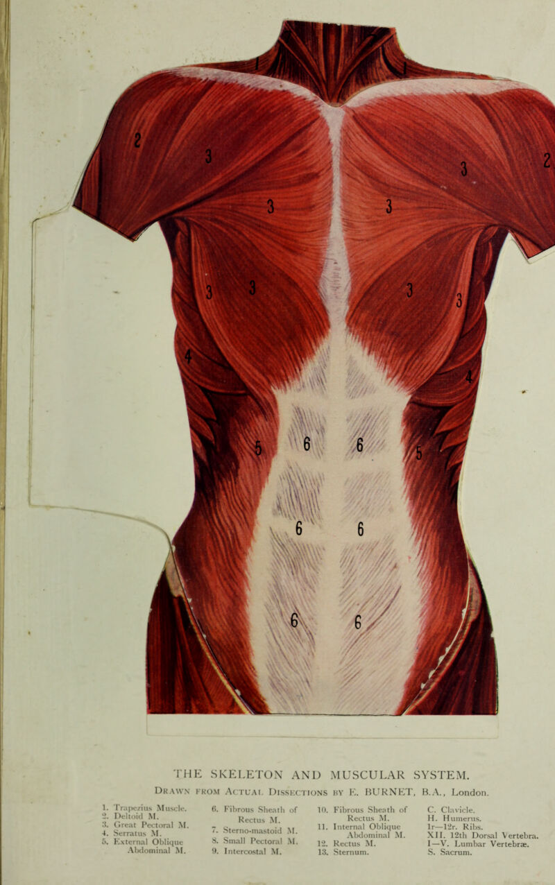 Drawn from Actuai. Disskctions by E. BURNET, B.A., London. 1. Trapezius Muscle. •2. Deltoid M. 3. Great Pectoral M. 4. Serratus M. 5. H.vternal Oblique •Abdominal M. 6. Fibrous Sheath of Rectus M. T. -Sterno-mastoid .M. 8. Small Pectoral .M. 10. p'ibrous Sheath of Rectus AI. 11. Internal Oblique Abdominal M. 12. Rectus M. C. Clavicle. H. Humerus. Ir—12r. Rilxs. XII. 12th Dorsal Vertebra. I—V. Lumbar Vertebrae.