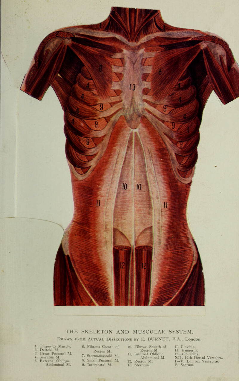 Drawn from Actuai. Disskc'Iions by BURNET, B.A., London. 1. Tnipe/iu.s Mu.scle. •2. Deltoid M. 3. (Ireat Pectoral M. 4. Serratu.s M. 5. K.xternal Oblique (5. Fibrous Sheath of Rectus M. 7. Sterno-mastoid M. 8. Small Pectoral M. 10. b'ibrous Sheath of Rectus M. 11. Internal Oblique .Abdominal M. 12. Rectus M. C. Clavicle. H. Humerus. Ir—12r. Ribs. XII. 12th Dorsal Vertebra. I—V. Lumbar Vertebrec.