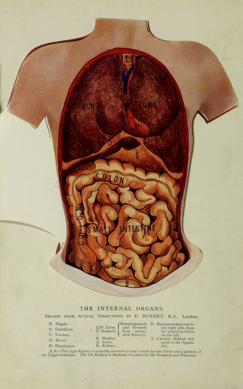 Drawn from Actual Dissections by E. BURNET, B.A., London. N. Nipple. U. Umbilicus. T. Trachea. H. Heart. D. Diaphragm. LIV. Liver. S. Stomach. B. Bladder. A. Aorta. { Raised upwards and forwards from contact with Kidneys. K. Kidnej'. R. Rectum turned over to the right side, from its natural position on the left. X. Caecum—Behind this point is the Appen- di.\. N.B.—The right Kidney is actually covered to .some extent hy the l.iver and a portion of