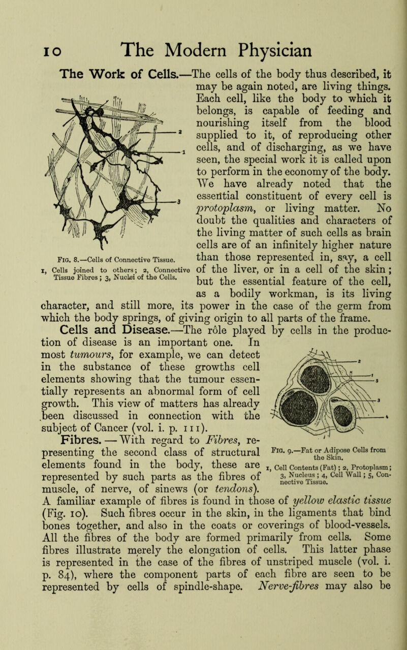 The Work of Cells.—The cells of the body thus described, it may be again noted, are living things. Each cell, like the body to which it belongs, is capable of feeding and nourishing itself from the blood supplied to it, of reproducing other cells, and of discharging, as we have seen, the special work it is called upon to perform in the economy of the body. We have already noted that the esseiitial constituent of every cell is 'proto'plasm^ or living matter. No doubt the qualities and characters of the living matter of such cells as brain cells are of an infinitely higher nature Fio. 8.-Ceiis of Connective Tissue. than those represented in, say, a cell I, Cells joined to others; 2, Connective of tllC llvCr, Or in a CCll of the skin ; Tissue Fibres; 3, Nuclei of the Cells. essential feature of the cell, as a bodily workman, is its living character, and still more, its power in the case of the germ from which the body springs, of giving origin to all parts of the frame. Cells and Disease.—The role played by cells in the produc- tion of disease is an important one. In most tumours, for example, we can detect in the substance of these growths cell elements showing that the tumour essen- tially represents an abnormal form of cell growth. This view of matters has already been discussed in connection with the subject of Cancer (vol. i. p. iii). Fibres.—With regard to Fibres, re- presenting the second class of structural elements found in the body, these are represented by such parts as the fibres of muscle, of nerve, of sinews (or tendons), A familiar example of fibres is found in those of yelloiv elastic tissue (Fig. 10). Such fibres occur in the skin, in the ligaments that bind bones together, and also in the coats or coverings of blood-vessels. All the fibres of the body are formed primarily from cells. Some fibres illustrate merely the elongation of cells. This latter phase is represented in the case of the fibres of unstriped muscle (vol. i. p. 84), where the component parts of each fibre are seen to be represented by cells of spindle-shape. Nerve-Jihres may also be Fig. 9.—Fat or Adipose Cells from the Skin. , Cell Contents (Fat); 2, Protoplasm; 3, Nucleus ; 4, Cell Wall; 5, Con- nective Tissue.