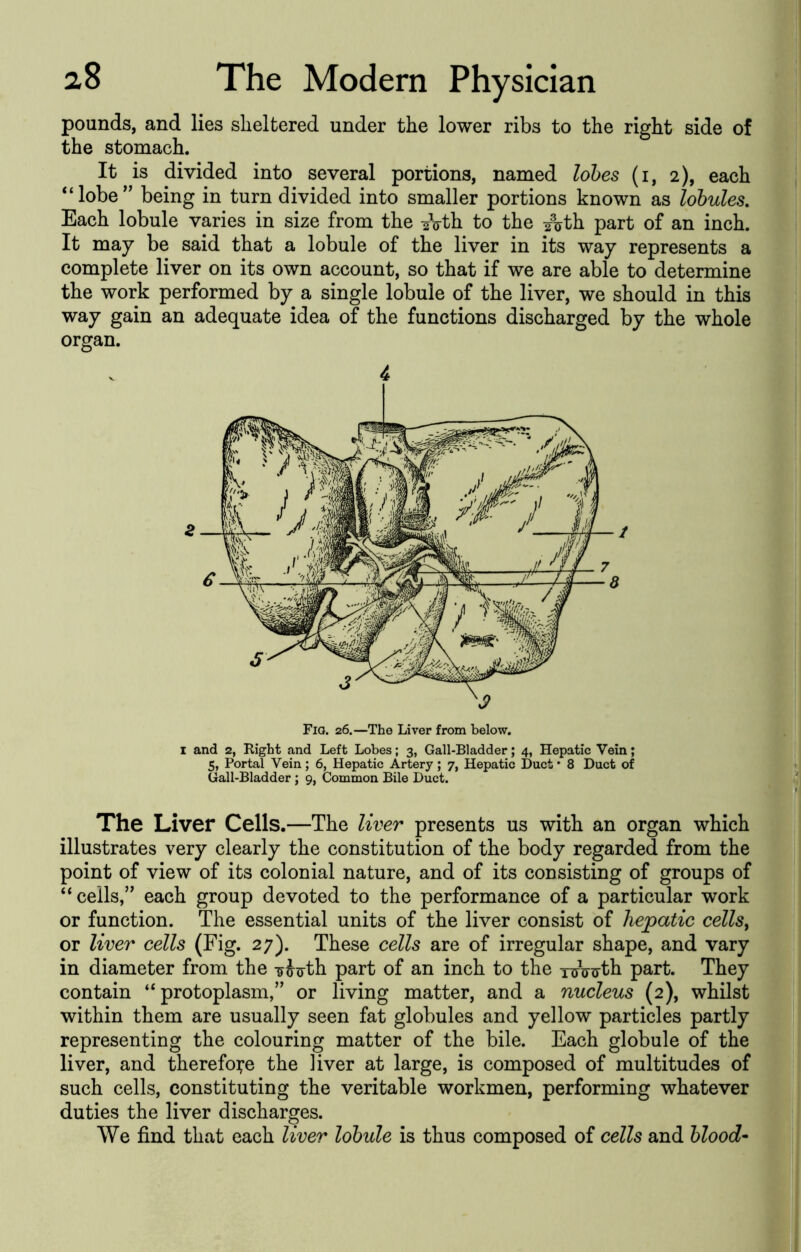 pounds, and lies sheltered under the lower ribs to the right side of the stomach. It is divided into several portions, named lohes (i, 2), each “lobe'' being in turn divided into smaller portions known as lobules. Each lobule varies in size from the Ath to the /^yth part of an inch. It may be said that a lobule of the liver in its way represents a complete liver on its own account, so that if we are able to determine the work performed by a single lobule of the liver, we should in this way gain an adequate idea of the functions discharged by the whole organ. 4 Fio. 26.—The Liver from below. I and 2, Right and Left Lobes; 3, Gall-Bladder; 4, Hepatic Vein; 5, Portal Vein; 6, Hepatic Artery; 7, Hepatic Duct * 8 Duct of Gall-Bladder; 9, Common Bile Duct. The Liver Cells.—The liver presents us with an organ which illustrates very clearly the constitution of the body regarded from the point of view of its colonial nature, and of its consisting of groups of “ cells, each group devoted to the performance of a particular work or function. The essential units of the liver consist of hepatic cells, or liver cells (Fig. 27). These cells are of irregular shape, and vary in diameter from the ^Jirth part of an inch to the njVirth part. They contain “protoplasm, or living matter, and a nucleus (2), whilst within them are usually seen fat globules and yellow particles partly representing the colouring matter of the bile. Each globule of the liver, and therefoi;e the liver at large, is composed of multitudes of such cells, constituting the veritable workmen, performing whatever duties the liver discharges. We find that each liver lobule is thus composed of cells and blood^