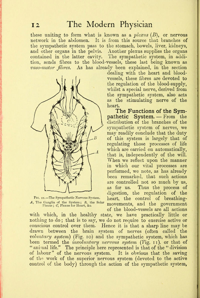 these uniting to form what is known as a plexus (B), or nervous network in the abdomen. It is from this source that branches of the sympathetic system pass to the stomach, bowels, liver, kidneys, and other organs in the pelvis. Another plexus supplies the organs contained in the latter cavity. The sympathetic system, in addi- tion, sends fibres to the blood-vessels, these last being known as vaso-motor fibres. As has already been explained, in the section dealing with the heart and blood- vessels, these fibres are devoted to the regulation of the blood-supply, whilst a special nerve, derived from the sympathetic system, also acts as the stimulating nerve of the heart. The Functions of the Sym- pathetic System. — From the distribution of the branches of the sympathetic system of nerves, we may readily conclude that the duty of this system is largely that of regulating those processes of life which are carried on automatically, that is, independently of the will. When we reflect upon the manner in which our vital processes are performed, we note, as has already been remarked, that such actions are controlled not so much by us, as for us. Thus the process of digestion, the regulation of the heart, the control of breathing- movements, and the government of the blood-vessels are all actions with which, in the healthy state, we have practically little or nothing to do; that is to say, we do not require to exercise active or conscious control over them. Hence it is that a sharp line may be drawn between the brain system of nerves (often called the voluntary system) (Fig. io) and the sympathetic system, which has been termed the involuntary nervous system (Fig. 11), or that of “ animal life/’ The principle here represented is that of the “ division of labour” of the nervous system. It is obvious that the saving of the work of the superior nervous system (devoted to the active control of the body) through the action of the sympathetic system, Fig. ii.—The Sympathetic Nervous System. A, The Ganglia of the System; B, the Solar Plexus ; C, Plexus for Heart, &c.