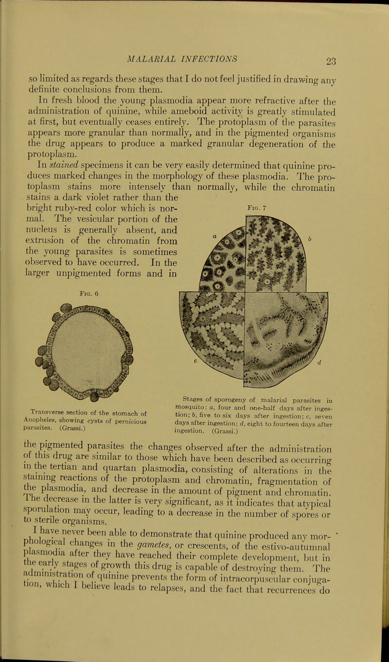 so limited as regards these stages that I do not feel justified in drawing any definite conclusions from them. In fresh blood the young plasmodia appear more refractive after the administration of quinine, while ameboid activity is greatly stimulated at first, but eventually ceases entirely. The protoplasm of the parasites appears more granular than normally, and in the pigmented organisms the drug appears to produce a marked granular degeneration of the protoplasm. In stained specimens it can be very easily determined that quinine pro- duces marked changes in the morphology of these plasmodia. The pro- toplasm stains more intensely than normally, while the chromatin stains a dark violet rather than the bright ruby-red color which is nor- Fw- 7 mal. The vesicular portion of the nucleus is generally absent, and extrusion of the chromatin from the young parasites is sometimes observed to have occurred. In the larger unpigmented forms and in Fig. 6 Transverse section of the stomach of Anopheles, showing cysts of pernicious parasites. (Grassi.) Stages of sporogeny of malarial parasites in mosquito: a, four and one-half days after inges- tion; 6, five to six days after ingestion; c, seven days after ingestion; d. eight to fourteen days after ingestion. (Grassi.) the pigmented parasites the changes observed after the administration ot this drug are similar to those which have been described as occurring m the tertian and quartan plasmodia, consisting of alterations in the staining reactions of the protoplasm and chromatin, fragmentation of the Plasmodia, and decrease in the amount of pigment and chromatin. Ihe decrease in the latter is very significant, as it indicates that atypical sporulation may occur, leading to a decrease in the number of spores or to sterile organisms. I have never been able to demonstrate that quinine produced any mor- phological changes in the gametes, or crescents, of the estivo-autumnal Plasmodia after they have reached their complete development, but in me early stages of growth this drug is capable of destroying them. The administration o quinine prevents the form of intracorpuscular conjuga- tion, which I believe leads to relapses, and the fact that recurrences do