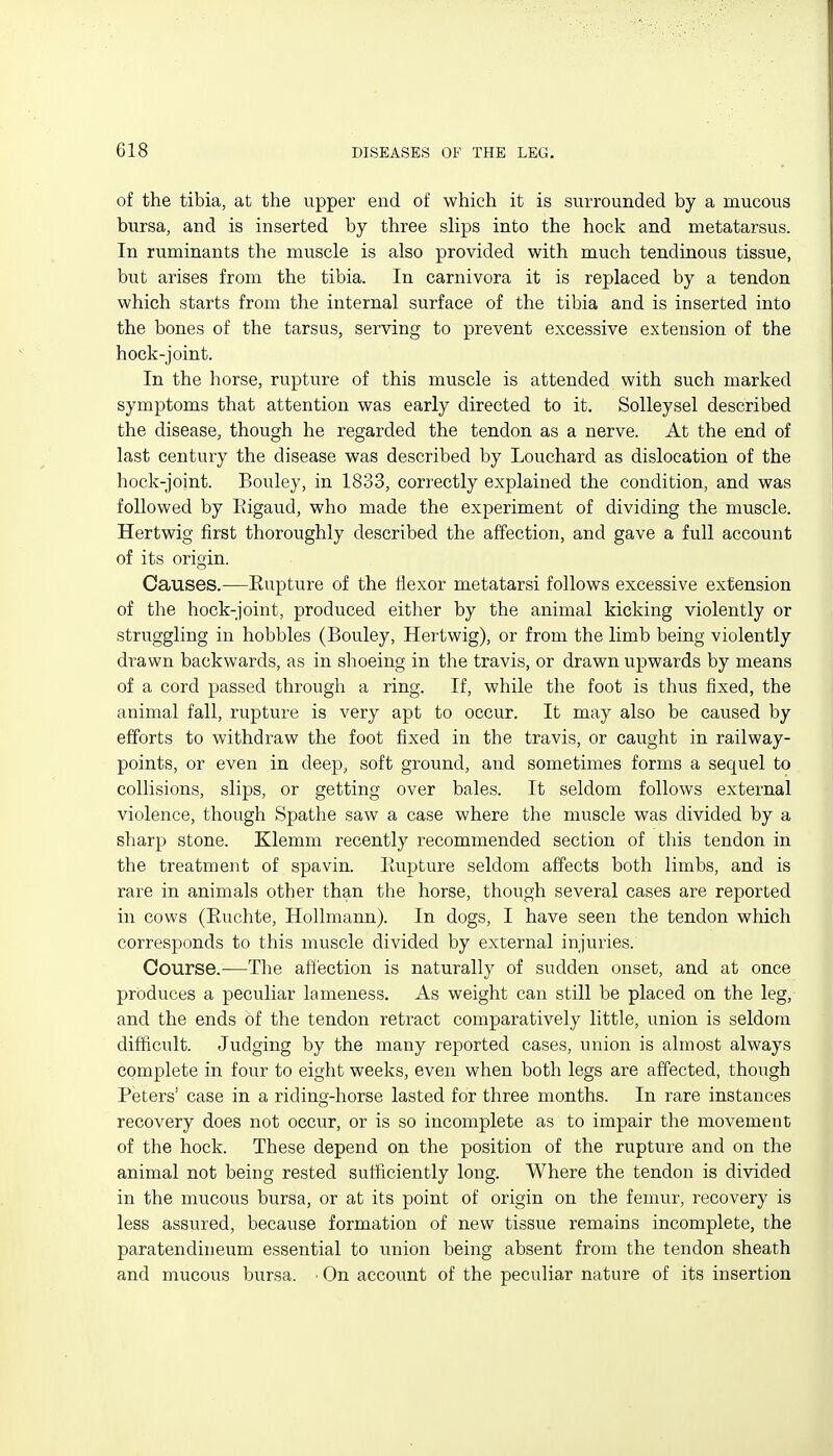 of the tibia, at the upper end of which it is surrounded by a mucous bursa, and is inserted by three slips into the hock and metatarsus. In ruminants the muscle is also provided with much tendinous tissue, but arises from the tibia. In carnivora it is replaced by a tendon which starts from the internal surface of the tibia and is inserted into the bones of the tarsus, serving to prevent excessive extension of the hock-joint. In the horse, rupture of this muscle is attended with such marked symptoms that attention was early directed to it. Solleysel described the disease, though he regarded the tendon as a nerve. At the end of last century the disease was described by Louchard as dislocation of the hock-joint. Bouley, in 1833, correctly explained the condition, and was followed by Rigaud, who made the experiment of dividing the muscle. Hertwig first thoroughly described the affection, and gave a full account of its origin. Causes.—Eupture of the flexor metatarsi follows excessive extension of the hock-joint, produced either by the animal kicking violently or struggling in hobbles (Bouley, Hertwig), or from the limb being violently drawn backwards, as in shoeing in the travis, or drawn upwards by means of a cord passed through a ring. If, while the foot is thus fixed, the animal fall, rupture is very apt to occur. It may also be caused by efforts to withdraw the foot fixed in the travis, or caught in railway- points, or even in deep, soft ground, and sometimes forms a sequel to collisions, slips, or getting over bales. It seldom follows external violence, though Spathe saw a case where the muscle was divided by a sharp stone. Klemm recently recommended section of this tendon in the treatment of spavin. Ilupture seldom affects both limbs, and is rare in animals other than the horse, though several cases are reported in cows (Euchte, HoUmann). In dogs, I have seen the tendon which corresponds to this muscle divided by external injuries. Course.—Tlie affection is naturally of sudden onset, and at once produces a peculiar lameness. As weight can still be placed on the leg, and the ends of the tendon retract comparatively little, union is seldom difficult. Judging by the many reported cases, union is almost always complete in four to eight weeks, even when both legs are affected, though Peters' case in a riding-horse lasted for three months. In rare instances recovery does not occur, or is so incomplete as to impair the movement of the hock. These depend on the position of the rupture and on the animal not being rested sufficiently long. Where the tendon is divided in the mucous bursa, or at its point of origin on the femur, recovery is less assured, because formation of new tissue remains incomplete, the paratendineum essential to union being absent from the tendon sheath and mucous bursa. ■ On account of the peculiar nature of its insertion