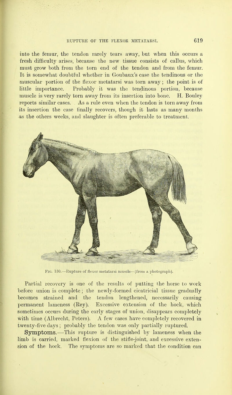into the femur, the tendon rarely tears away, but when this occurs a fresh difHculty arises, because the new tissue consists of calkis, which must grow both from the torn end of the tendon and from the femur. It is somewhat doubtful whether in Goubaux's case the tendinous or the muscular portion of the flexor metatarsi was torn away; the point is of little importance. Probably it was the tendinous portion, because muscle is very rarely torn away from its insertion into bone. H. Bouley reports similar cases. As a rule even when the tendon is torn away from its insertion the case finally recovers, though it lasts as many months as the others weeks, and slaughter is often preferable to treatment. Fig. 130.—Rupture of rtexor metatarsi muscle— (from a photograph). Partial recovery is one of the results of putting the horse to work before union is complete; the newly-formed cicatricial tissue gradually becomes strained and the tendon lengthened, necessarily causing permanent lameness (Eey). Excessive extension of the hock, which sometimes occurs during the early stages of union, disappears completely with time (Albrecht, Peters). A few cases have completely recovered in twenty-five days; probably the tendon was only partially ruptured. Symptoms.—This rupture is distinguished by lameness when the limb is carried, marked flexion of the stifle-joint, and excessive exten- sion of the hock. The symptoms are so marked that the condition can