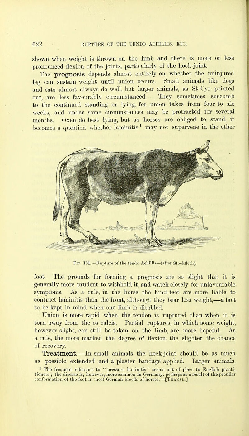 shown when weight is thrown on the limb and there is more or less pronounced flexion of the joints, particularly of the hock-joint. The prognosis depends almost entirely on whether the uninjured leg can sustain weight until union occurs. Small animals like dogs and cats almost always do well, but larger animals, as St Cyr pointed out, are less favourably circumstanced. They sometimes succumb to the continued standing or lying, for union takes from four to six weeks, and under some circumstances may be protracted for several months. Oxen do best lying, but as horses are obliged to stand, it becomes a question whether laminitis ^ may not supervene in the other Pig. 131.—Rupture of the tendo Acliillis—(after Stockfleth). foot. The grounds for forming a prognosis are so slight that it is generally more prudent to withhold it, and watch closely for unfavourable symptoms. As a rule, in the horse the hind-feet are more liable to contra:ct laminitis than the front, although they bear less weight,—a lact to be kept in mind when one limb is disabled. Union is more rapid when the tendon is ruptured than when it is torn away from the os calcis. Partial ruptures, in which some weight, however slight, can still be taken on the limb, are more hopeful. As a rule, the more marked the degree of flexion, the slighter the chance of recovery. Treatment.—In small animals the hock-joint should be as much as possible extended and a plaster bandage applied. Larger animals, ^ The frequent reference to pressure laminitis seems out of place to English practi- tioners ; the disease is, however, more common in Germany, perhaps as a result of the peculiar conformation of the foot in most German breeds of horses.—[Tkansl.]