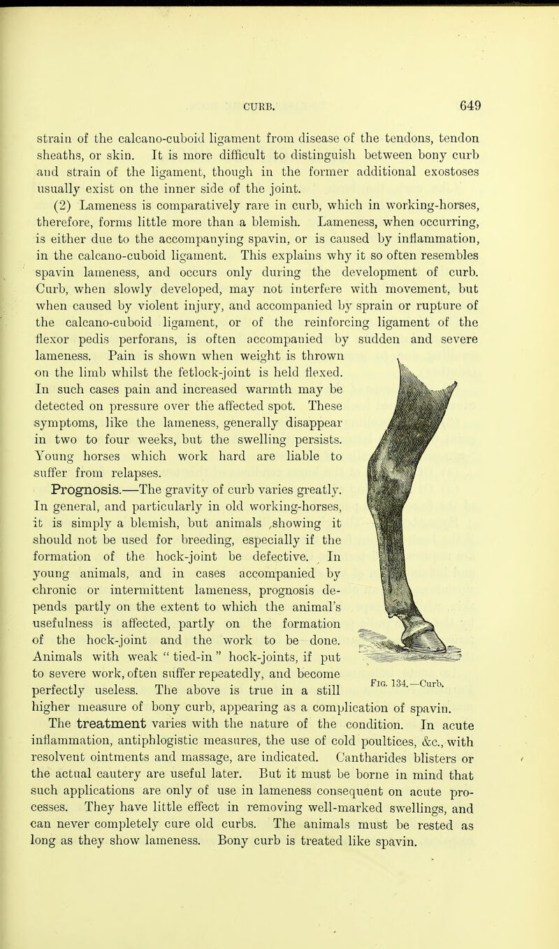 strain of the calcano-cuboid ligament from disease of the tendons, tendon sheaths, or skin. It is more difficult to distinguish between bony cnrb and strain of the ligament, though in the former additional exostoses usually exist on the inner side of the joint. (2) Lameness is comparatively rare in curb, which in working-horses, therefore, forms little more than a blemish. Lameness, when occurring, is either due to the accompanying spavin, or is caused by inflammation, in the calcano-cuboid ligament. This explains why it so often resembles spavin lameness, and occurs only during the development of curb. Curb, when slowly developed, may not interfere with movement, but when caused by violent injury, and accompanied by sprain or rupture of the calcano-cuboid ligament, or of the reinforcing ligament of the flexor pedis perforans, is often accompanied by sudden and severe lameness. Pain is shown when weight is thrown on the limb whilst the fetlock-joint is held flexed. In such cases pain and increased warmth may be detected on pressure over the affected spot. These symptoms, like the lameness, generally disappear in two to four weeks, but the swelling persists. Young horses which work hard are liable to suffer from relapses. Prognosis.—The gravity of curb varies greatly. In general, and particularly in old working-horses, it is simply a blemish, but animals .showing it should not be used for breeding, especially if the formation of the hock-joint be defective. In young animals, and in cases accompanied by chronic or intermittent lameness, prognosis de- pends partly on the extent to which the animal's usefulness is affected, partly on the formation of the hock-joint and the work to be done. Animals with weak tied-in hock-joints, if put to severe work, often suffer repeatedly, and become perfectly viseless. Tlie above is true in a still higher measure of bony curb, appearing as a complication of spavin. The treatment varies with the nature of the condition. In acute inflammation, antiphlogistic measures, the use of cold poultices, &c., with resolvent ointments and massage, are indicated. Cantharides blisters or the actual cautery are useful later. But it must be borne in mind that such applications are only of use in lameness consequent on acute pro- cesses. They have little effect in removing well-marked swellings, and can never completely cure old curbs. The animals must be rested as long as they show lameness. Bony curb is treated like spavin.