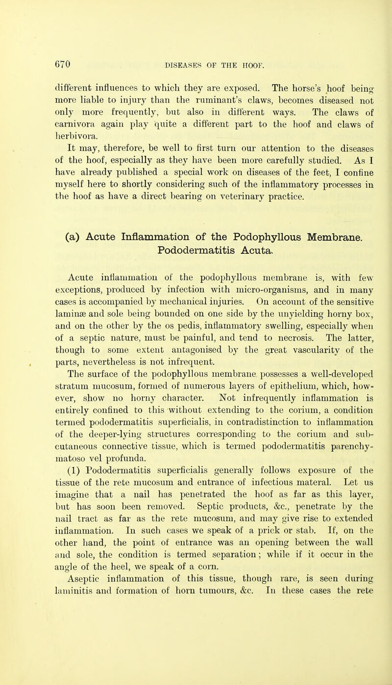 different influences to which they are exposed. The horse's hoof being more liable to injury than the ruminant's claws, becomes diseased not only more frequently, but also in different ways. The claws of carnivora again play quite a different part to the hoof and claws of herbivora. It may, therefore, be well to first turn our attention to the diseases of the hoof, especially as they have been more carefully studied. As I have already published a special work on diseases of the feet, I confine myself here to shortly considering such of the inflammatory processes in the hoof as have a direct bearing on veterinary practice. (a) Acute Inflammation of the Podophyllous Membrane. Pododermatitis Acuta. Acute inflammation of the podophyllous membrane is, with few exceptions, produced by infection with micro-organisms, and in many cases is accompanied by mechanical injuries. On account of the sensitive laminae and sole being bounded on one side by the unyielding horny box, and on the other by the os pedis, inflammatory swelling, especially when of a septic nature, must be painful, and tend to necrosis. The latter, though to some extent antagonised by the great vascularity of the parts, nevertheless is not infrequent. The surface of the podophyllous membrane possesses a well-developed stratum mucosum, formed of numerous layers of epithelium, which, how- ever, show no horny character. Not infrequently inflammation is entirely confined to this without extending to the corium, a condition termed pododermatitis superficialis, in contradistinction to inflammation of the deeper-lying structures corresponding to the corium and sub- cutaneous connective tissue, which is termed pododermatitis parenchy- matoso vel profunda. (1) Pododermatitis superficialis generally follows exposure of the tissue of the rete mucosum and entrance of infectious materal. Let us imagine that a nail has penetrated the hoof as far as this layer, but has soon been removed. Septic products, &c., penetrate by the nail tract as far as the rete mucosum, and may give rise to extended inflammation. In such cases we speak of a prick or stab. If, on the other hand, the point of entrance was an opening between the wall and sole, the condition is termed separation; while if it occur in the angle of the heel, we speak of a corn. Aseptic inflammation of this tissue, though rare, is seen during laminitis and formation of horn tumours, &c. In these cases the rete