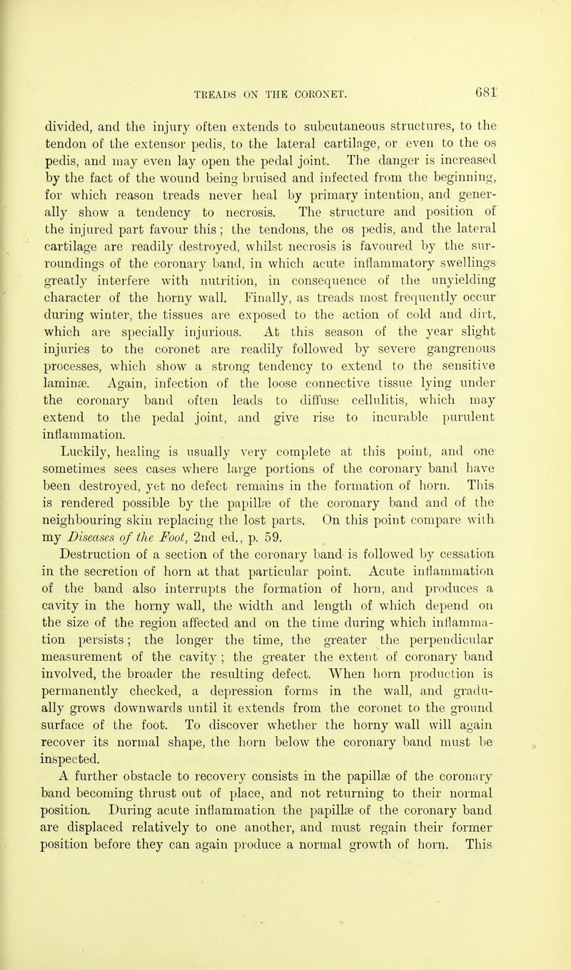 divided, and the injury often extends to subcutaneous structures, to the tendon of the extensor pedis, to the lateral cartilfige, or even to the os pedis, and may even lay open the pedal joint. The danger is increased by the fact of the wound being bruised and infected from the beginning, for which reason treads never heal by primary intention, and gener- ally show a tendency to necrosis. The structure and position of the injured part favour this; the tendons, the os pedis, and the lateral cartilage are readily destroyed, whilst necrosis is favoured by the sur- roundings of the coronary band, in which acute inflammatory swellings greatly interfere with nutrition, in consequence of the unyielding character of the horny wall. Finally, as treads most frequently occur during winter, the tissues are exposed to the action of cold and dirt, which are specially injurious. At this season of the year slight injuries to the coronet are readily followed by severe gangrenous processes, which show a strong tendency to extend to the sensitive laminae. Again, infection of the loose connective tissue lying under the coronary band often leads to diffuse cellulitis, which may extend to the pedal joint, and give rise to incurable purulent inflammation. Luckily, healing is usually very complete at this point, and one sometimes sees cases where large portions of the coronary band have been destroyed, yet no defect remains in the formation of horn. This is rendered possible by the papillae of the coronary band and of the neighbouring skin replacing the lost parts. On this point compare with my Diseases of the Foot, 2nd ed., p. 59. Destruction of a section of the coronary band is followed by cessation in the secretion of horn at that particular point. Acute inflammation of the band also interrupts the formation of horn, and produces a cavity in the horny wall, the width and length of which depend on the size of the region affected and on the time during which inflamma- tion persists; the longer the time, the greater the perpendicular measurement of the cavity ; the greater the extent of coronary band involved, the broader the resulting defect. When horn production is permanently checked, a depression forms in the wall, and gradu- ally grows downwards until it extends from the coronet to the ground surface of the foot. To discover whether the horny wall will again recover its normal shape, the horn below the coronary band must be inspected. A further obstacle to recovery consists in the papillae of the coronary band becoming thrust out of place, and not returning to their normal position. During acute inflammation the papillae of the coronary band are displaced relatively to one another, and must regain their former position before they can again produce a normal growth of horn. This