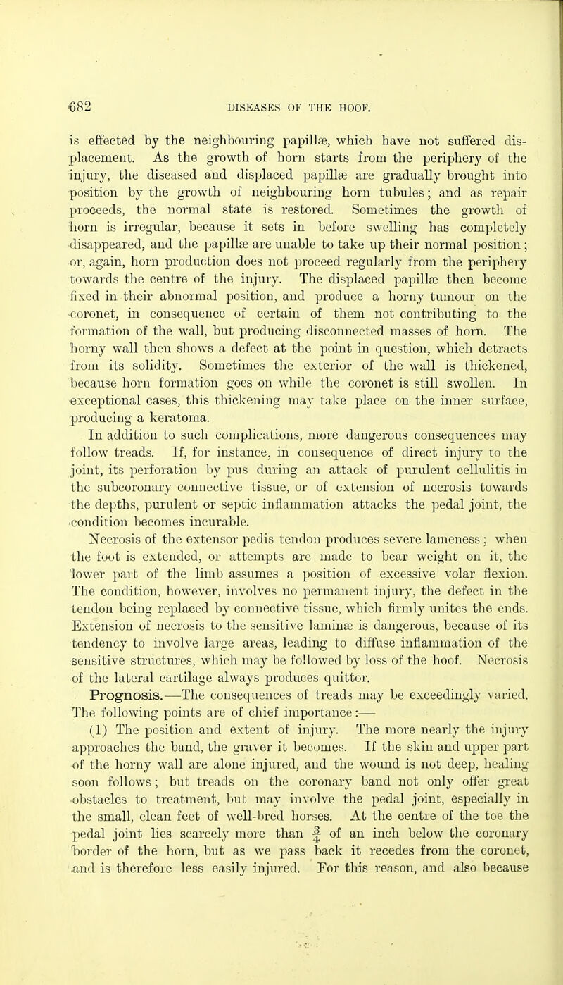 is effected by the neighbouring papillae, which have uot suffered dis- placement. As the growth of horn starts from the periphery of the injury, the diseased and displaced papillae are gradually brought into position by the growth of neighbouring horn tubules; and as repair proceeds, the normal state is restored. Sometimes the growth of horn is irregular, because it sets in before swelling has completely -disappeared, and the papilke are unable to take up their normal position ; or, again, horn production does not jjroceed regularly from the periphery towards the centre of the injury. The displaced papillae then become fixed in their abnormal position, and produce a horny tumour on the ■coronet, in consequence of certain of them not contributing to the formation of the wall, but producing disconnected masses of horn. The horny wall then shows a defect at the point in question, which detracts from its solidity. Sometimes the exterior of the wall is thickened, because horn formation goes on while the coronet is still swollen. In exceptional cases, this thickening may take place on the inner surface, producing a keratoma. In addition to such complications, more dangerous consequences may follow treads. If, for instance, in consequence of direct injury to the joint, its perforation by pus during an attack of purulent cellulitis in the subcoronary connective tissue, or of extension of necrosis towards the depths, purulent or septic inflammation attacks the pedal joint, the ■condition becomes incurable. Necrosis of the extensor pedis tendon produces severe lameness ; when the foot is extended, or attempts are made to bear weight on it, the lower part of the limb assumes a position of excessive volar flexion. The condition, however, iiivolves no permanent injury, the defect in tlie tendon being replaced by connective tissue, which firmly unites the ends. Extension of necrosis to the sensitive laminse is dangerous, because of its tendency to involve large areas, leading to diffuse inflammation of the sensitive structures, which may be followed by loss of the hoof. Necrosis of the lateral cartilage always produces quittor. Prognosis.—The consequences of treads may be exceedingly varied. The following points are of chief importance:— (1) The position and extent of injury. The more nearly the injury approaches the band, the graver it becomes. If the skin and upper part of the horny wall are alone injured, and the wound is not deep, healing soon follows; but treads on the coronary band not only offer great obstacles to treatment, but may involve the pedal joint, especially in the small, clean feet of well-bred horses. At the centre of the toe the pedal joint lies scarcely more than ^ of an inch below the coronary border of the horn, but as we pass back it recedes from the coronet, and is therefore less easily injured. For this reason, and also because