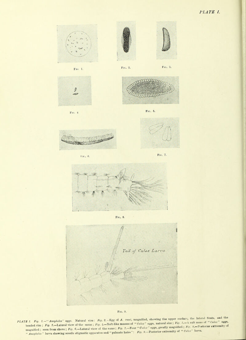 Yu: 1. Fig. 2. Fig. 3. Fig. 5. l ie. 6. Fig. 7. Fig. 8. [I Tail of CuUx Lar]'cc L Fig. 9. PLATBI. ... .-...no,... eggs. NaW si.e : -Egg of -^^^^^'^-'^-^-f ^P-.^'f ^ beaded rim-, Fi,. 5.-Lateral view of the same ; F,.. A._Raft-like masses of CuU. eggs, ' ;'^;*Xt ior eJ^^^ magnified; seen from above ; F-.. ^.-Lateral view of the s.me ; Fi,. 7.-Four  O.ie.  eggs, great y magnified • Anophele.^  larva showing sessile stigmatic apparatus and  palmate hairs  : Fip. .9.-Posterior extremity of Culex larva.