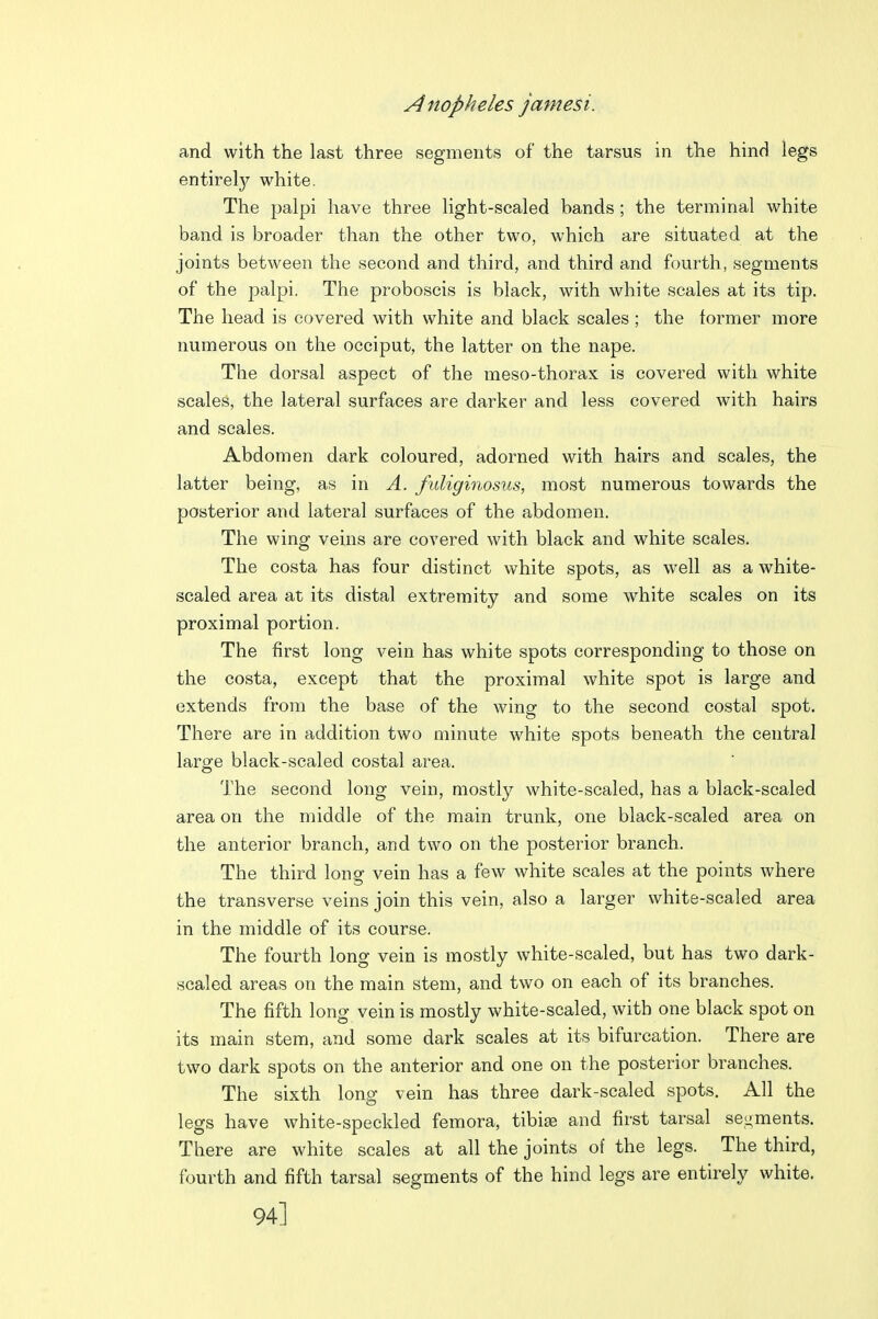 Anopheles jantes i. and with the last three segments of the tarsus in the hind legs entirely white. The palpi have three light-scaled bands; the terminal white band is broader than the other two, which are situated at the joints between the second and third, and third and fourth, segments of the palpi. The proboscis is black, with white scales at its tip. The head is covered with white and black scales ; the former more numerous on the occiput, the latter on the nape. The dorsal aspect of the meso-thorax is covered with white scales, the lateral surfaces are darker and less covered with hairs and scales. Abdomen dark coloured, adorned with hairs and scales, the latter being, as in A. fuliginosus, most numerous towards the posterior and lateral surfaces of the abdomen. The wing veins are covered with black and white scales. The costa has four distinct white spots, as well as a white- scaled area at its distal extremity and some white scales on its proximal portion. The first long vein has white spots corresponding to those on the costa, except that the proximal white spot is large and extends from the base of the wing to the second costal spot. There are in addition two minute white spots beneath the central large black-scaled costal area. The second long vein, mostly white-scaled, has a black-scaled area on the middle of the main trunk, one black-scaled area on the anterior branch, and two on the posterior branch. The third long vein has a few white scales at the points where the transverse veins join this vein, also a larger white-scaled area in the middle of its course. The fourth long vein is mostly white-scaled, but has two dark- scaled areas on the main stem, and two on each of its branches. The fifth long vein is mostly white-scaled, with one black spot on its main stem, and some dark scales at its bifurcation. There are two dark spots on the anterior and one on the posterior branches. The sixth long vein has three dark-scaled spots. All the legs have white-speckled femora, tibite and first tarsal segments. There are white scales at all the joints of the legs. The third, fourth and fifth tarsal segments of the hind legs are entirely white. 94]