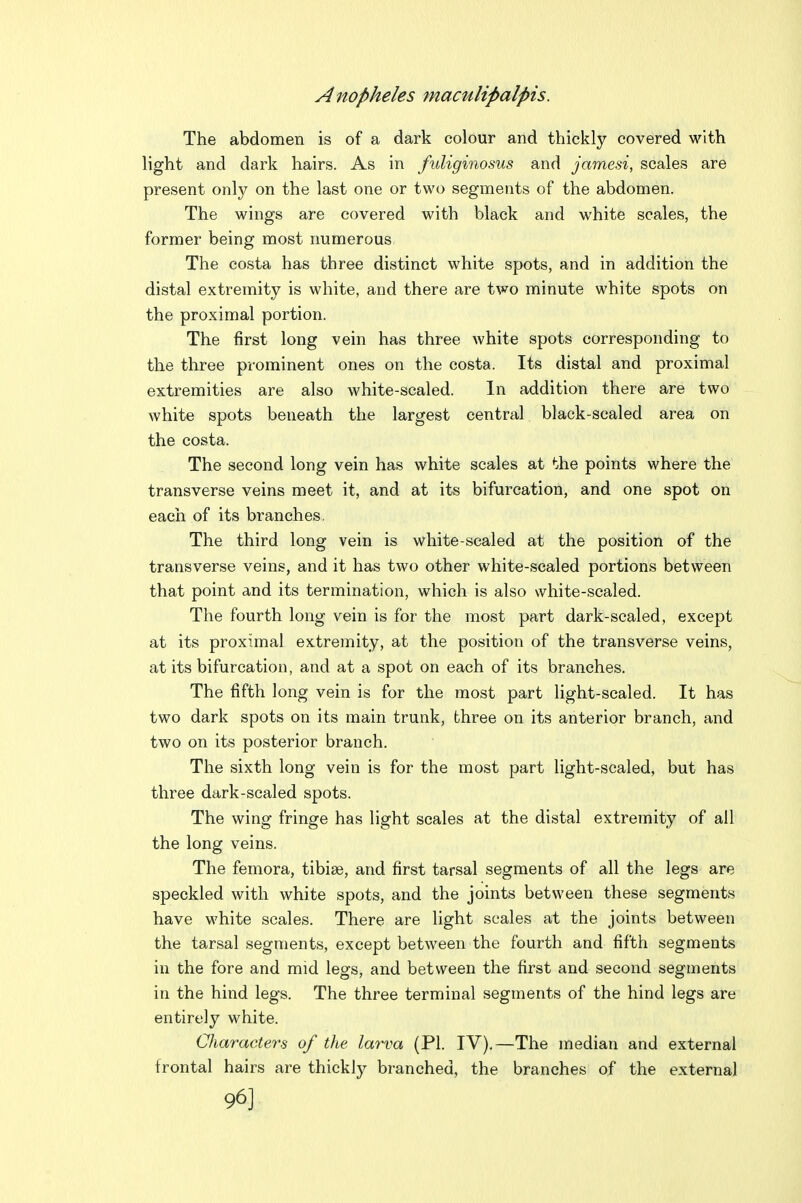 The abdomen is of a dark colour and thickly covered with light and dark hairs. As in fuliginosus and jamesi, scales are present only on the last one or two segments of the abdomen. The wings are covered with black and white scales, the former being most numerous The costa has three distinct white spots, and in addition the distal extremity is white, and there are two minute white spots on the proximal portion. The first long vein has three white spots corresponding to the three prominent ones on the costa. Its distal and proximal extremities are also white-sealed. In addition there are two white spots beneath the largest central black-scaled area on the costa. The second long vein has white scales at the points where the transverse veins meet it, and at its bifurcation, and one spot on each of its branches. The third long vein is white-scaled at the position of the transverse veins, and it has two other white-scaled portions between that point and its termination, which is also white-scaled. The fourth long vein is for the most part dark-scaled, except at its proximal extremity, at the position of the transverse veins, at its bifurcation, and at a spot on each of its branches. The fifth long vein is for the most part Hght-scaled. It has two dark spots on its main trunk, three on its anterior branch, and two on its posterior branch. The sixth long vein is for the most part light-scaled, but has three dark-scaled spots. The wing fringe has light scales at the distal extremity of all the long veins. The femora, tibise, and first tarsal segments of all the legs are speckled with white spots, and the joints between these segments have white scales. There are light scales at the joints between the tarsal segments, except between the fourth and fifth segments in the fore and mid legs, and between the first and second segments in the hind legs. The three terminal segments of the hind legs are entirely white. Characters of the larva (PI. IV),—The median and external Irontal hairs are thickly branched, the branches of the external 96]
