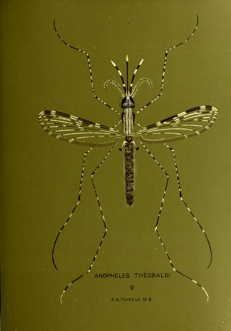 ANOPHELES THEOBALDI D.A.Turkhud M.B.