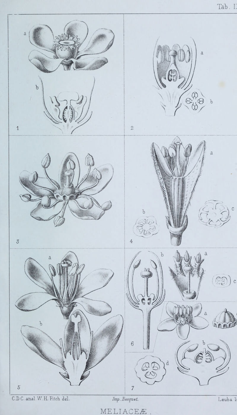 C.D C. anal V\r. H. TYtch dei. Tmp .Becquet. Leuba 1: MELI ACEjE .