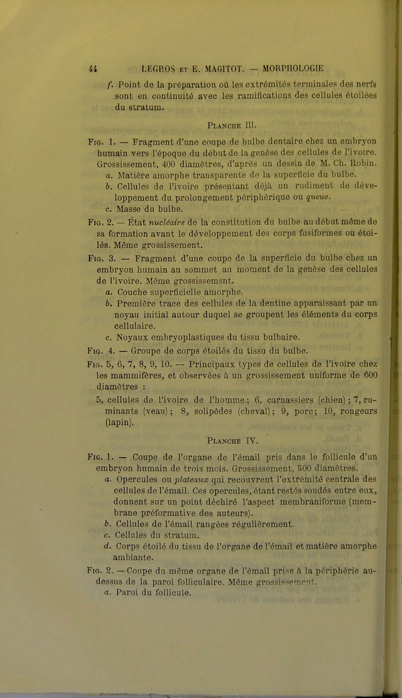 f. Point de la préparation où les extrémités terminales des nerfs sont en continuité avec les ramifications des cellules étoilées du stratum. Planche III. Fig. 1. — Fragment d'une coupe de bulbe dentaire chez un embryon humain vers l'époque du début de la genèse des cellules de l'ivoire. Grossissement, 400 diamètres, d'après un dessin de M. Ch. Robin. a. Matière amorphe transparente de la superficie du bulbe. b. Cellules de l'ivoire présentant déjà un rudiment de déve- loppement du prolongement périphérique ou queue. c. Masse du bulbe. Fig. 2. — État nucléaire de la constitution du bulbe au début même de sa formation avant le développement des corps fusiformes ou étoi- lés. Même grossissement. Fig. 3. — Fragment d'une coupe de la superficie du bulbe chez un embryon humain au sommet au moment de la genèse des cellules de l'ivoire. Même grossissemsnt. a. Couche superficielle amorphe. b. Première trace des cellules de la dentine apparaissant par un noyau initial autour duquel se groupent les éléments du corps cellulaire. c. Noyaux embryoplastiques du tissu bulbaire. Fig. 4. — Groupe de corps étoilés du tissu du bulbe. Fig. 5, 6, 7, 8, 9, 10. — Principaux types de cellules de l'ivoire chez les mammifères, et observées à un grossissement uniforme de 600 diamètres : 5, cellules de l'ivoire de l'homme ; 6, carnassiers (chien) ; 7, ru- minants (veau); 8, solipèdes (cheval); 9, porc; 10, rongeurs (lapin). Planche IV. Fig. 1. — Coupe de l'organe de l'émail pris dans le follicule d'un embryon humain de trois mois. Grossissement, 500 diamètres. a. Opercules ou plateaux qui recouvrent l'extrémité centrale des cellules de l'émail. Ces opercules, étant restés soudés entre eux, donnent sur un point déchiré l'aspect membraniforme (mem- brane préformative des auteurs). b. Cellules de l'émail rangées régulièrement. c. Cellules du stratum. d. Corps étoilé du tissu de l'organe de l'émail et matière amorphe ambiante. Fig. 2. — Coupe du même organe de l'émail prbe à la périphérie au- dessus de la paroi folliculaire. Même grossisse m çn (. a. Paroi du follicule.