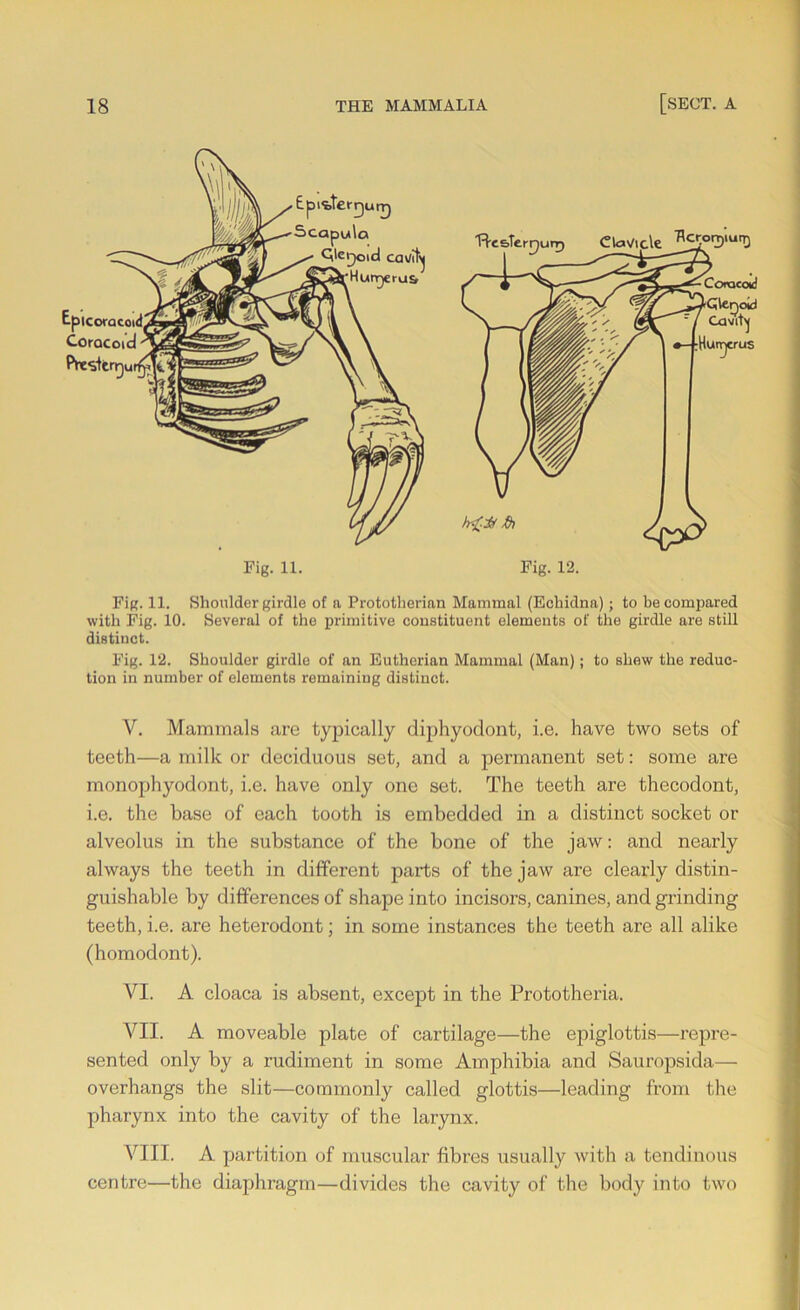 Fig. 11. Shoulder girdle of a Prototherian Mammal (Echidna); to be compared with Fig. 10. Several of the primitive constituent elements of the girdle are still distinct. Fig. 12. Shoulder girdle of an Eutherian Mammal (Man); to shew the reduc- tion in number of elements remaining distinct. V. Mammals are typically diphyodont, i.e. have two sets of teeth—a milk or deciduous set, and a permanent set: some are monophyodont, i.e. have only one set. The teeth are thecodont, i.e. the base of each tooth is embedded in a distinct socket or alveolus in the substance of the bone of the jaw: and nearly always the teeth in different parts of the jaw are clearly distin- guishable by differences of shape into incisors, canines, and grinding teeth, i.e. are heterodont; in some instances the teeth are all alike (homodont). VI. A cloaca is absent, except in the Prototheria. VII. A moveable plate of cartilage—the epiglottis—repre- sented only by a rudiment in some Amphibia and Sauropsida— overhangs the slit—commonly called glottis—leading from the pharynx into the cavity of the larynx. VIII. A partition of muscular fibres usually with a tendinous centre—the diaphragm—divides the cavity of the body into two