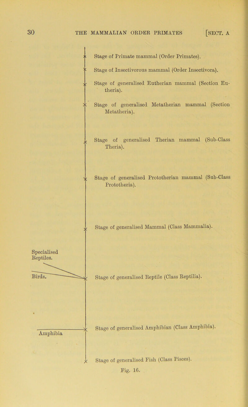 Stage of Primate mammal (Order Primates). Stage of Insectivorous mammal (Order Insectivora). Stage of generalised Eutherian mammal (Section Eu- theria). Stage of generalised Metatherian mammal (Section Metatheria). Stage of generalised Therian mammal (Sub-Class Theria). Stage of generalised Prototherian mammal (Sub-Class Prototheria). Stage of generalised Mammal (Class Mammalia). Stage of generalised Reptile (Class Reptilia). Stage of generalised Amphibian (Class Amphibia). Stage of generalised Fish (Class Pisces). Fig. 1(3.