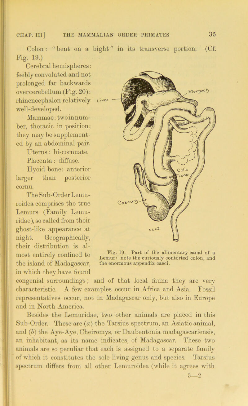 L<cr Colon : “ bent on a bight ” in its transverse portion. (Cf Fig. 19.) Cerebral hemispheres: feebly convoluted and not prolonged far backwards overcerebellum (Fig. 20): rhinencephalon relatively well-developed. Mammae: two in num- ber, thoracic in position: they may be supplement- ed by an abdominal pair. Uterus: bi-cornuate. Placenta: diffuse. Hyoid bone: anterior larger than posterior cornu. The Sub-Order Lemu- roidea comprises the true Lemurs (Family Lemu- ridae), so called from their ghost-like appearance at night. Geographically, their distribution is al- most entirely confined to the island of Madagascar, in which they have found congenial surroundings; and of that local fauna they are very characteristic. A few examples occur in Africa and Asia. Fossil representatives occur, not in Madagascar only, but also in Europe and in North America. Besides the Lemuridae, two other animals are placed in this Sub-Order. These are (a) the Tarsius spectrum, an Asiatic animal, and (b) the Aye-Aye, Cheiromys, or Daubentonia madagascariensis, an inhabitant, as its name indicates, of Madagascar. These two animals are so peculiar that each is assigned to a separate family of which it constitutes the sole living genus and species. Tarsius spectrum differs from all other Lemuroidea (while it agrees with 3—2 Fig. 19. Part of the alimentary canal of a Lemur: note the curiously contorted colon, and the enormous appendix caeci.