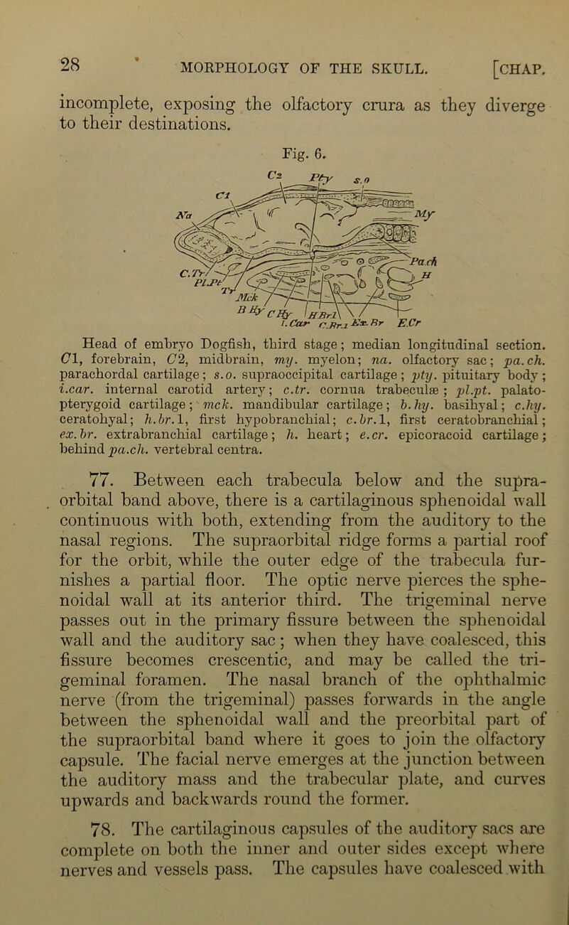 incomplete, exposing the olfactory crura as they diverge to their destinations. Fig. 6. Head of embryo Dogfish, third stage; median longitudinal section. Cl, forebrain, C2, midbrain, my. myelon; na. olfactory sac; pa.ch. parachordal cartilage; s.o. supraoccipital cartilage; pty. pituitary body; i.car. internal carotid artery; c.tr. cornua trabeculffi ; pl.pt. palato- pterygoid cartilage; mck. mandibular cartilage; b.liy. basihyal; c.hy. ceratohyal; h.br. 1, first hypobranchial; c.br. 1, first ceratobranchial; ex.br. extrabrancliial cartilage; h. heart; e.cr. epicoracoid cartilage; behind pa.ch. vertebral centra. 77. Between each trabecula below and the supra- orbital band above, there is a cartilaginous sphenoidal wall continuous with both, extending from the auditory to the nasal regions. The supraorbital ridge forms a partial roof for the orbit, while the outer edge of the trabecula fur- nishes a partial floor. The optic nerve pierces the sphe- noidal wall at its anterior third. The trigeminal nerve passes out in the primary fissure between the sphenoidal wall and the auditory sac ; when they have coalesced, this fissure becomes crescentic, and may be called the tri- geminal foramen. The nasal branch of the ophthalmic nerve (from the trigeminal) passes forwards in the angle between the sphenoidal wall and the preorbital part of the supraorbital band where it goes to join the olfactory capsule. The facial nerve emerges at the junction between the auditory mass and the trabecular plate, and curves upwards and backwards round the former. 78. The cartilaginous capsules of the auditory sacs are complete on both the inner and outer sides except where nerves and vessels pass. The capsules have coalesced with