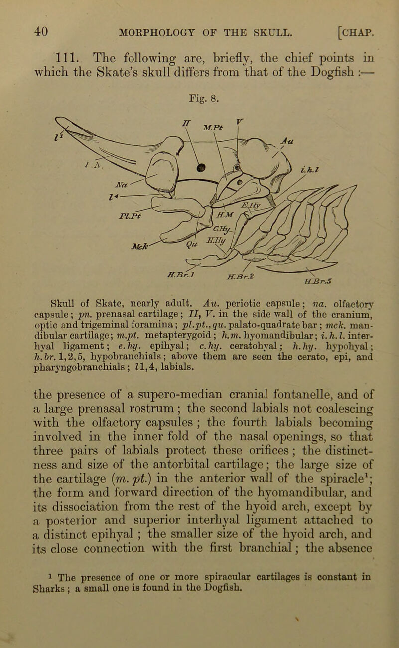 111. The following are, briefly, the chief points in which the Skate’s skull differs from that of the Dogfish :— Fig. 8. Skull of Skate, nearly adult. Au. periotic capsule; na. olfactory capsule; pn. prenasal cartilage; IT, V. in the side wall of the cranium, optic and trigeminal foramina; pl.pt., qu. palato-quadratebar ; mck. man- dibular cartilage; m.pt. metapterygoid ; li.m. hyomandibular; i. h. 1. inter- hyal ligament; e.hy. epibyal; c.hy. ceratohyal; h.hy. bypobyal; h.br. 1,2,5, bypobrancbials; above them are seen the cerato, epi, and pbaryngobrancbials; Zl,4, labials. the presence of a supero-median cranial fontanelle, and of a large prenasal rostrum; the second labials not coalescing with the olfactory capsules ; the fourth labials becoming involved in the inner fold of the nasal openings, so that three pairs of labials protect these orifices; the distinct- ness and size of the antorbital cartilage; the large size of the cartilage [m.pt.) in the anterior wall of the spiracle1; the form and forward direction of the hyomandibular, and its dissociation from the rest of the hyoid arch, except by a posterior and superior interhyal ligament attached to a distinct epihyal ; the smaller size of the hyoid arch, and its close connection with the first branchial; the absence 1 Tbe presence of one or more spiracular cartilages is constant in Sharks ; a small one is found in tbe Dogfish.