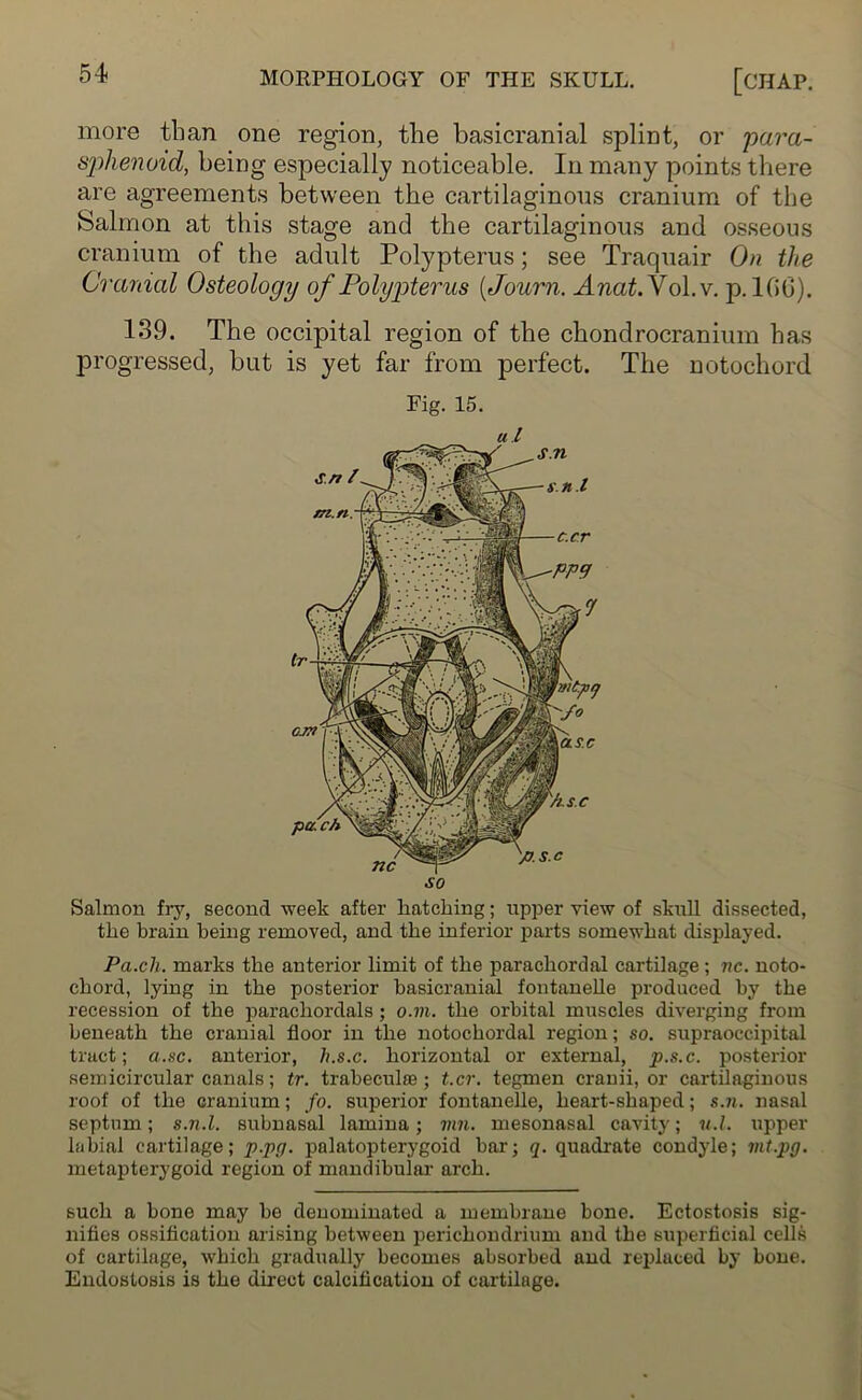 more than one region, the basicranial splint, or para- sphenoid, being especially noticeable. In many points there are agreements between the cartilaginous cranium of the Salmon at this stage and the cartilaginous and osseous cranium of the adult Polypterus; see Traquair On the Cranial Osteology of Polypterus (Journ. Anat. Vol.v. p. 100). 139. The occipital region of the chondrocranium has progressed, but is yet far from perfect. The notochord Fig. 15. u.l tlie brain being removed, and the inferior parts somewhat displayed. Pa.ch. marks the anterior limit of the parachordal cartilage; nc. noto- chord, lying in the posterior basicranial foutanelle produced by the recession of the parachordals ; o.m. the orbital muscles diverging from beneath the cranial floor in the notochordal region; so. supraoccipital tract; a.sc. anterior, h.s.c. horizontal or external, p.s.c. posterior semicircular canals; tr. trabeculte ; t.cr. tegmen cranii, or cartilaginous roof of the cranium; fo. superior fontanelle, heart-shaped; s.n. nasal septum; s.n.l. subnasal lamina; mil. mesonasal cavity; u.l. upper labial cartilage; p.pg. palatopterygoid bar-; q. quadrate condyle; mt.pg. metapterygoid region of mandibular arch. such a bone may be denominated a membrane bone. Ectostosis sig- nifies ossification arising between perichondrium and the superficial cells of cartilage, which gradually becomes absorbed and replaced by bone. Endostosis is the direct calcification of cartilage.