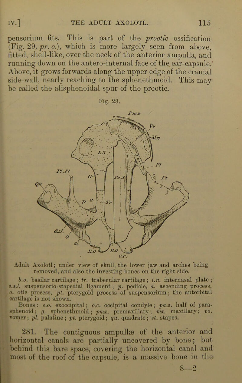 pensorium fits. This is part of the prootic ossification (Fig. 29, pr. o.), which is more largely, seen from above, fitted, shell-like, over the neck of the anterior ampulla, and running down on the antero-internal face of the ear-capsule.' Above, it grows forwards along the upper edge of the cranial side-wall, nearly reaching to the sphenethmoid. This may be called the alisphenoidal spur of the prootic. Fig. 28. lJrn& Adult Axolotl; under view of skull, the lower jaw and arches being removed, and also the investing bones on the right side. b.o. basilar cartilage; tr. trabecular cartilage; i.n. internasal plate; s.8.I. suspensorio-stapedial ligament; p. pedicle, a. ascending process, o. otic process, pt. pterygoid process of suspcnsorium; the antorbital cartilage is not shown. Bones: e.o. exoccipital; o.c. occipital condyle; pa.s. half of para- sphenoid ; g. sphenethmoid; pvix. premaxillary; mx. maxillary; vo. vomer; pi. palatine ; pt. pterygoid; qu. quadrate; st. stapes. 281. The contiguous ampullte of the anterior and horizontal canals are partially uncovered by bone; but behind this bare space, covering the horizontal canal and most of the roof of the capsule, is a massive bone in the 8—2