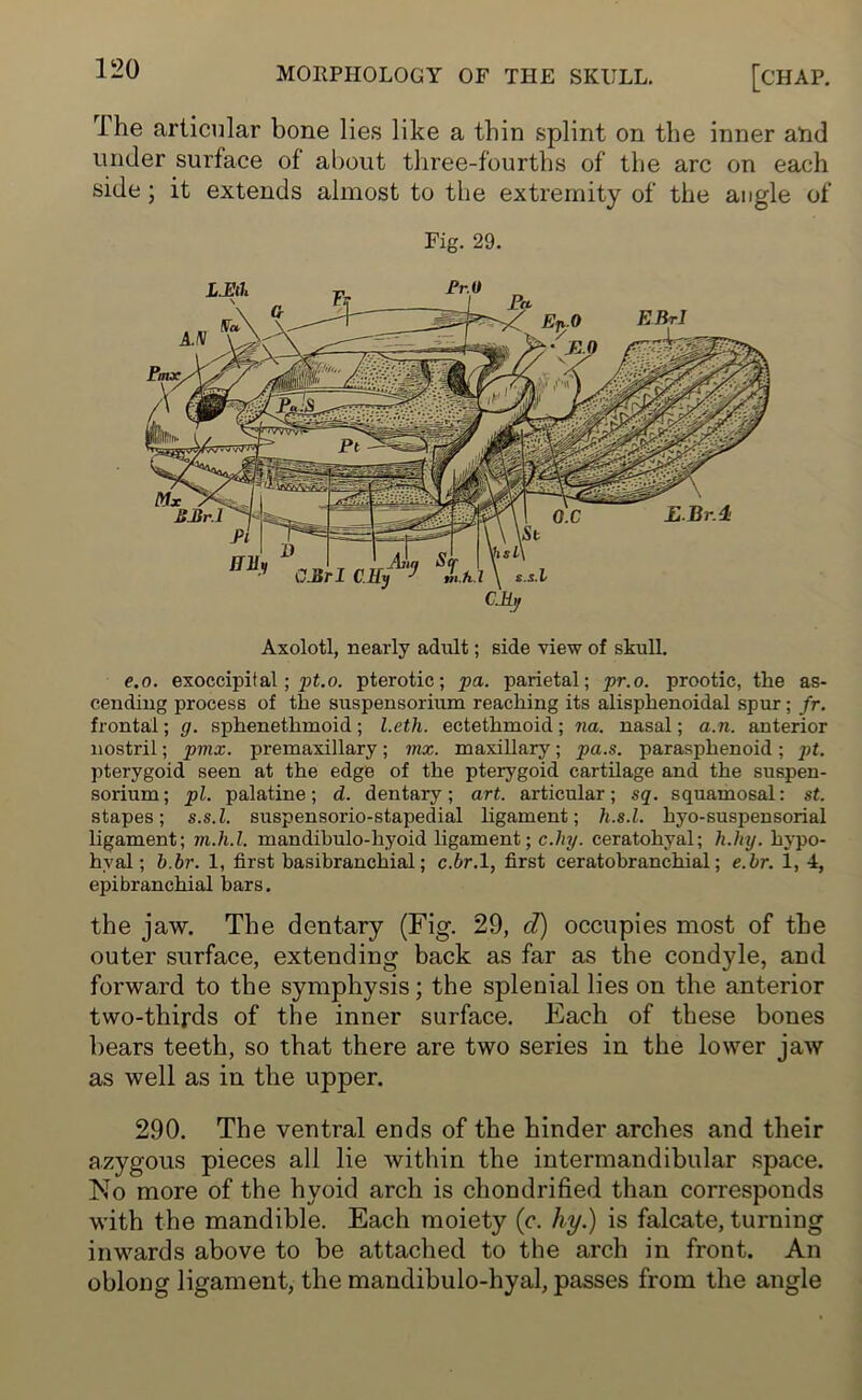 I he articular bone lies like a thin splint on the inner and under surface of about three-fourths of the arc on each side ; it extends almost to the extremity of the angle of Fig. 29. Axolotl, nearly adult; side view of skull. e.o. exoccipital; pt.o. pterotic; pa. parietal; pr.o. prootie, tire as- cending process of the suspensorium reaching its alisphenoidal spur ; fr. frontal; g. sphenethmoid; l.eth. ectethmoid; na. nasal; a.n. anterior nostril; pmx. premaxillary; mx. maxillary; pa.s. parasphenoid; pt. pterygoid seen at the edge of the pterygoid cartilage and the suspen- sorium; pi. palatine; d. dentary; art. articular; sq. squamosal: st. stapes; s.s.l. suspensorio-stapedial ligament; h.s.l. hyo-suspensorial ligament; m.h.l. mandibulo-hyoid ligament; c.hy. ceratohyal; h.lvy. hypo- hyal; b.br. 1, first basibranchial; c.&r.l, first ceratobranchial; e.br. 1, 4, epibranchial bars. the jaw. The dentary (Fig. 29, cl) occupies most of the outer surface, extending back as far as the condyle, and forward to the symphysis; the splenial lies on the anterior two-thirds of the inner surface. Each of these bones bears teeth, so that there are two series in the lower jaw as well as in the upper. 290. The ventral ends of the hinder arches and their azygous pieces all lie within the intermandibular space. No more of the hyoid arch is chondrified than corresponds with the mandible. Each moiety (c. hy.) is falcate, turning inwards above to be attached to the arch in front. An oblong ligament, the mandibulo-hyal, passes from the angle