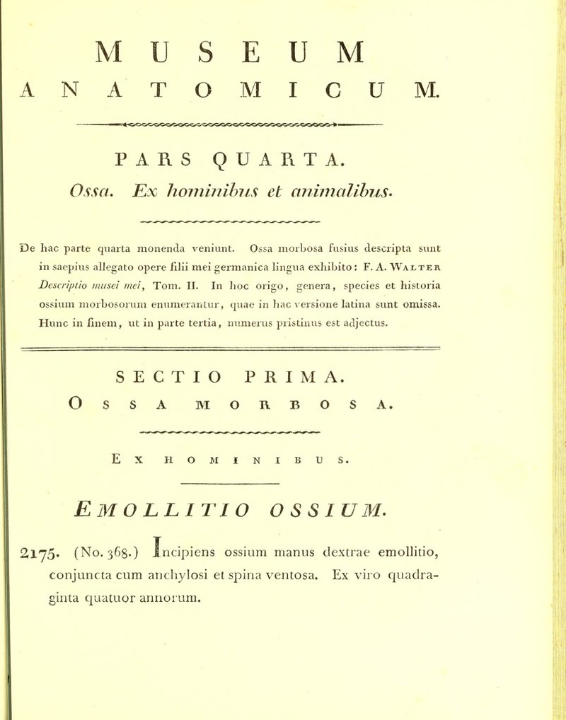 MUSEUM ANATOMICUM. PARS QUART A. Ossa. Ex homiiiibiis et animalihus* De hac parte qtiarta monenda veniunt. Ossa morbosa fusius descripta sunt in saepiiis allegato opere iilii mei germanica lingua exhibito: F. A. Walter Descn'ptio musei mei, Tom, II. In hoc origo, genera, species et historia ossium morbosorum envimerantur, quae in hac versione latina sunt omissa. Hunc in finem, ut in parte tertia, numerus pristinus est adjectus. SECTIO PRIMA. OsSA MORBOSA. Ex HO MINIBUS. Emollitio ossium. 2l75* (No. 368.) Incipiens ossium manus dextrae emollitio, conjuncta cum anchylosi et spina ventosa. Ex viro quadra- ginta quatuor annorum.